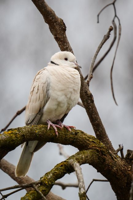 Detailed image of a Eurasian Collared-Dove resting on a tree branch, showcasing its elegant plumage.