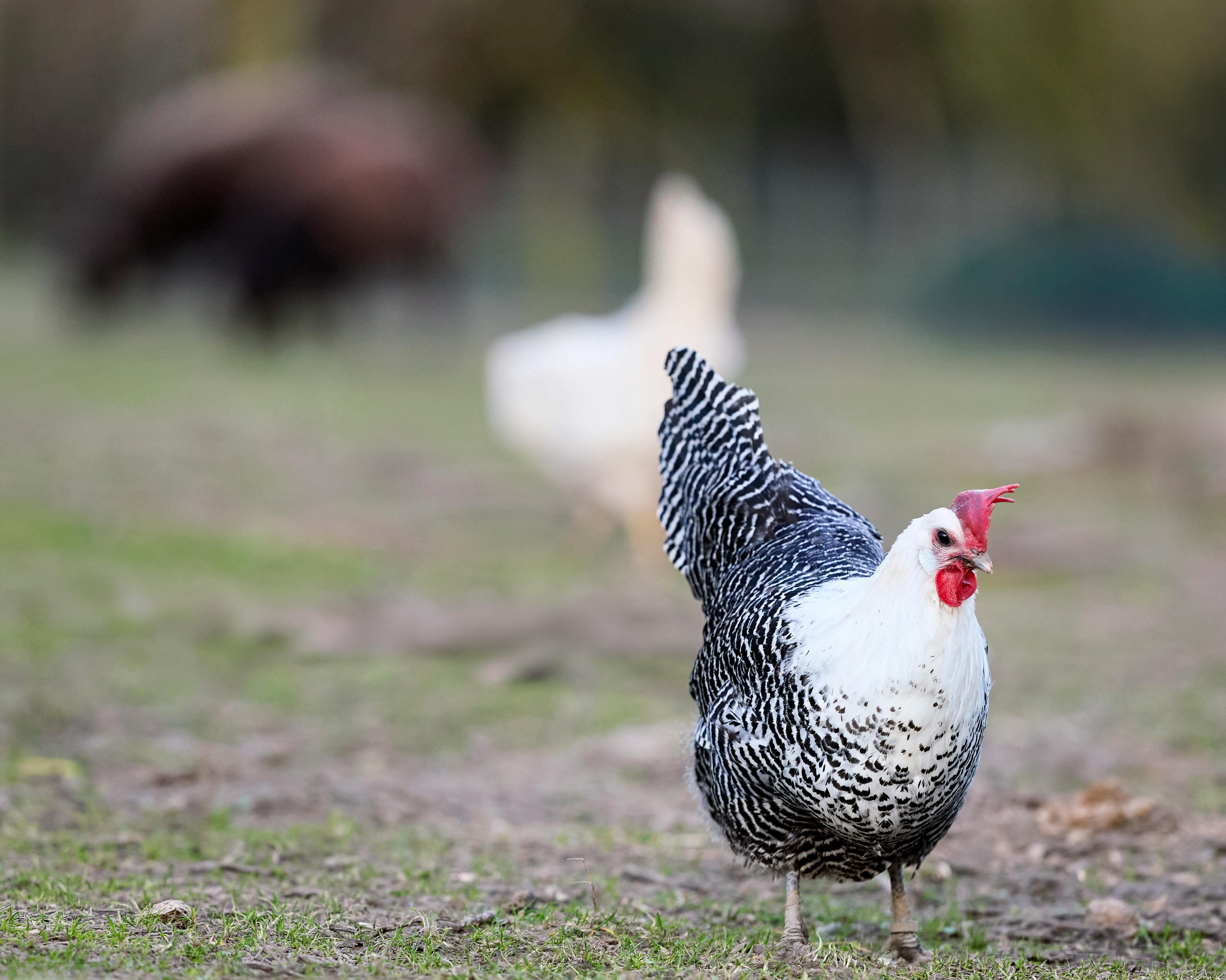 ฟรี ภาพระยะใกล้ของไก่พันธุ์บราเอเคิลที่ยืนอยู่ในลานฟาร์มชนบท เผยให้เห็นขนที่มีลวดลายสวยงาม คลังภาพถ่าย