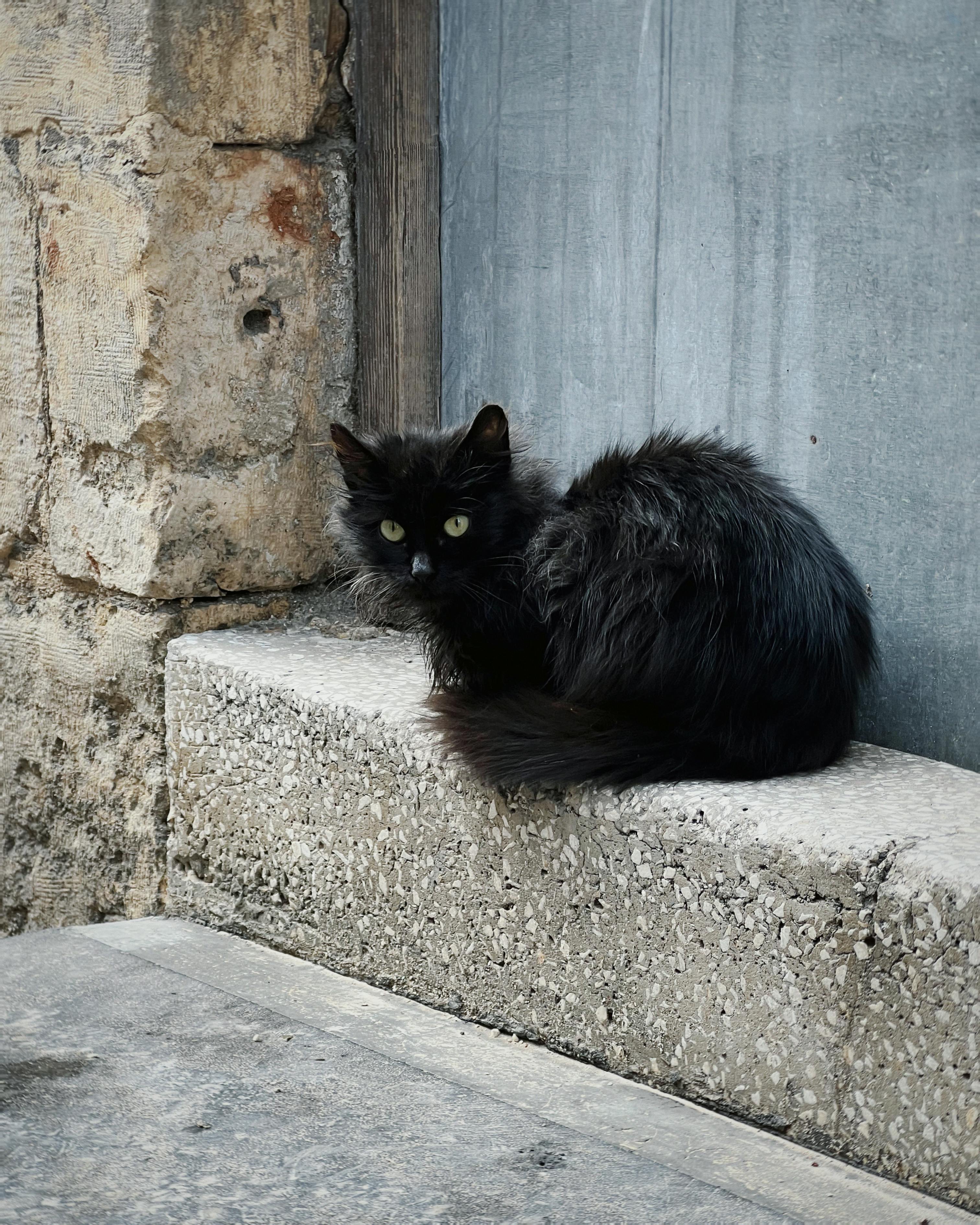 ฟรี แมวดำขนฟูตัวหนึ่งนอนพักอยู่บนขอบหินข้างกำแพงไม้เก่าแก่ ถ่ายภาพกลางแจ้งในเวลากลางวัน คลังภาพถ่าย
