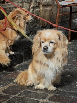 Two small fluffy dogs with leashes resting on a stone pavement outdoors, basking in daylight.