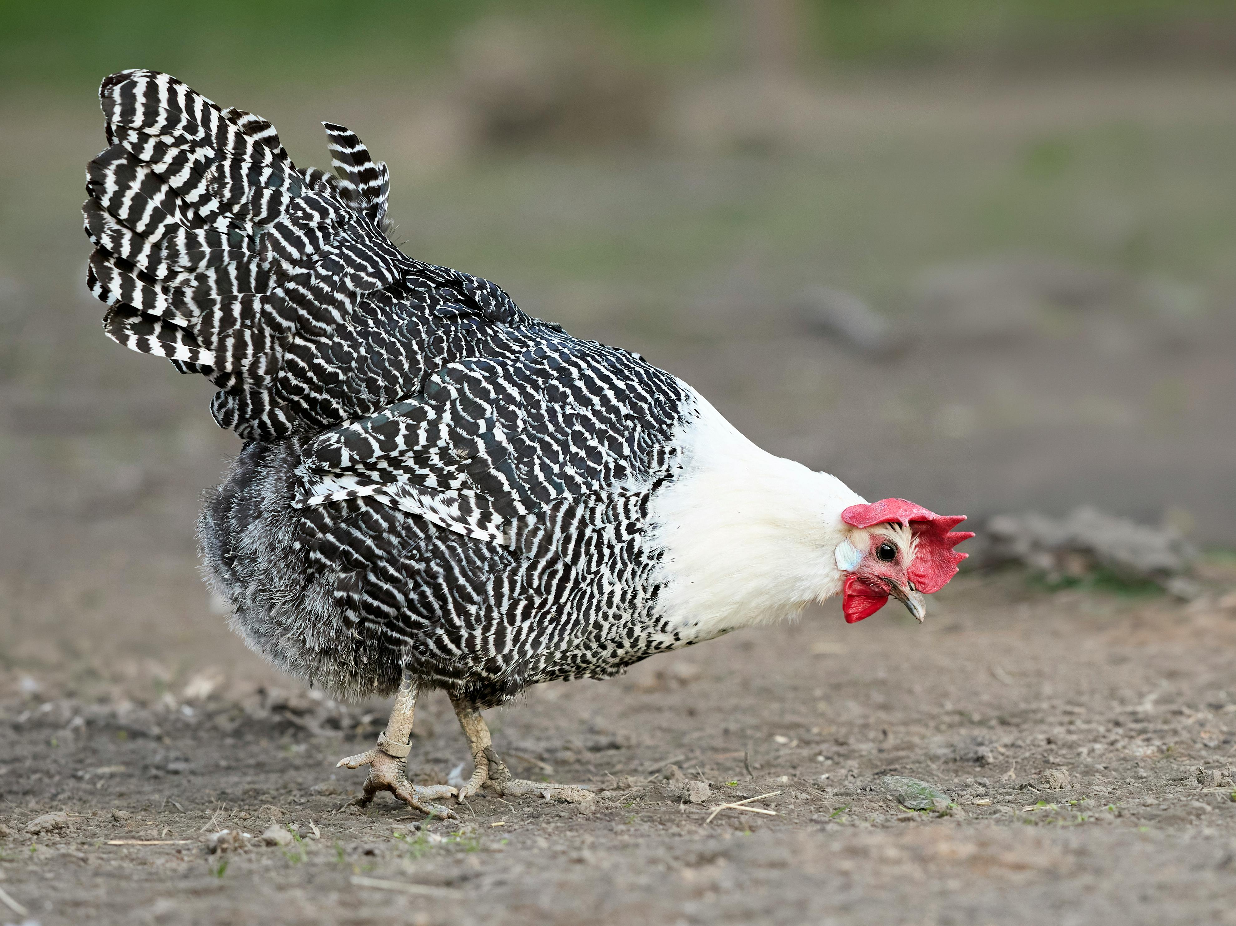 ฟรี แม่ไก่พันธุ์บราเอเคิลที่มีขนสวยงามโดดเด่นกำลังหาอาหารอยู่ในฟาร์มชนบทแห่งหนึ่ง คลังภาพถ่าย
