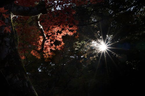 Photos gratuites de arbre, automne, coucher de soleil