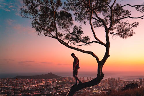 Homme Debout Sur Une Branche D'arbre Au Coucher Du Soleil