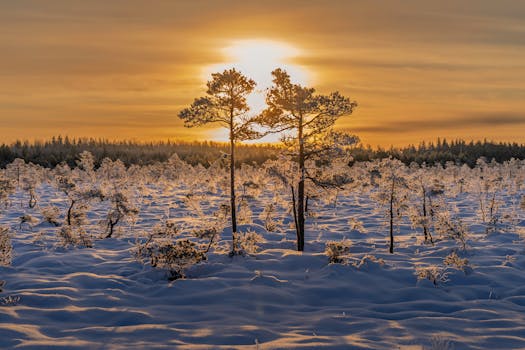 A beautiful sunrise over a snow-covered forest with frosty trees, capturing the serene winter landscape.