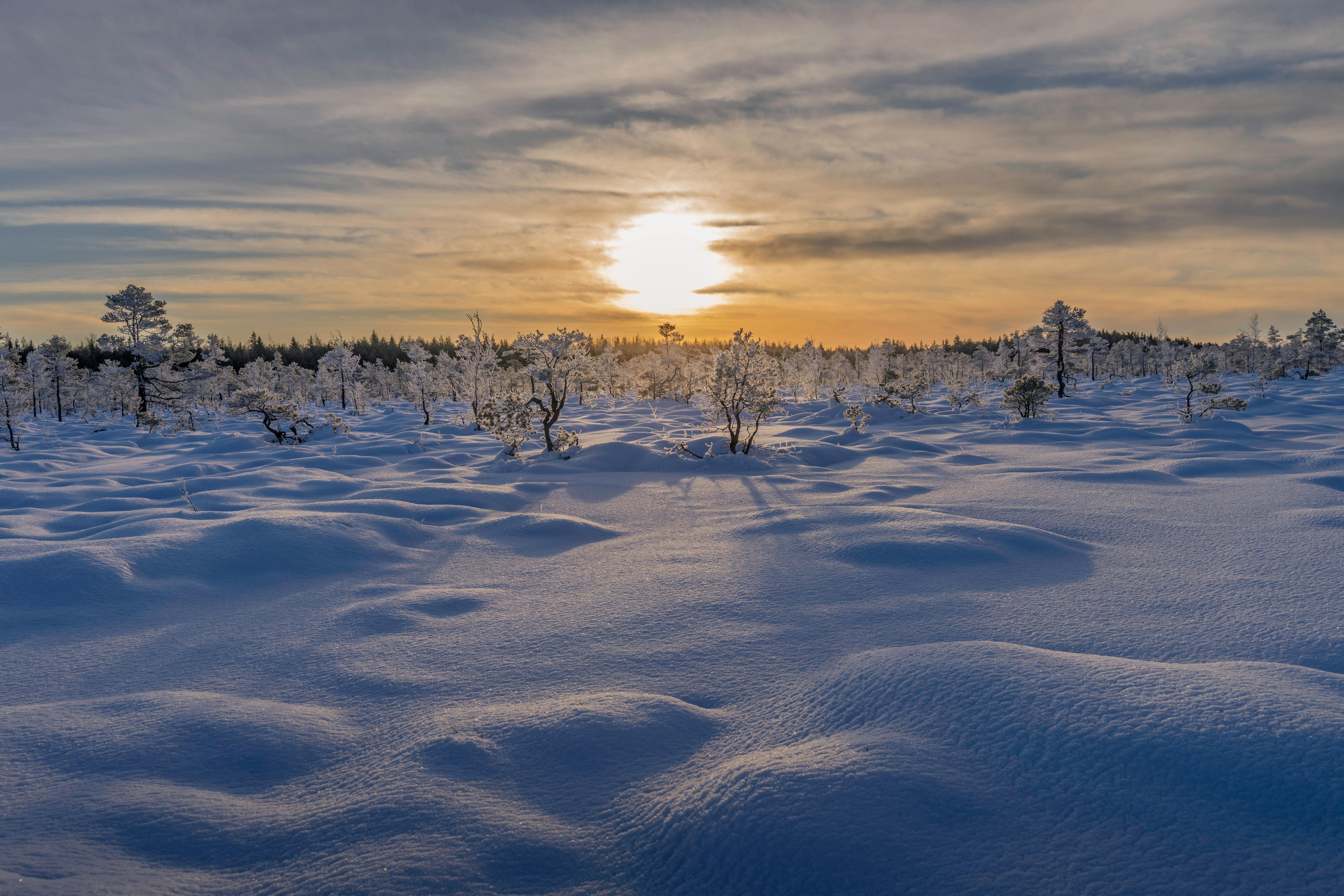 bezplatná Klidné zasněžené pole při východu slunce s mrazivými stromy a teplou oblohou. Základová fotografie