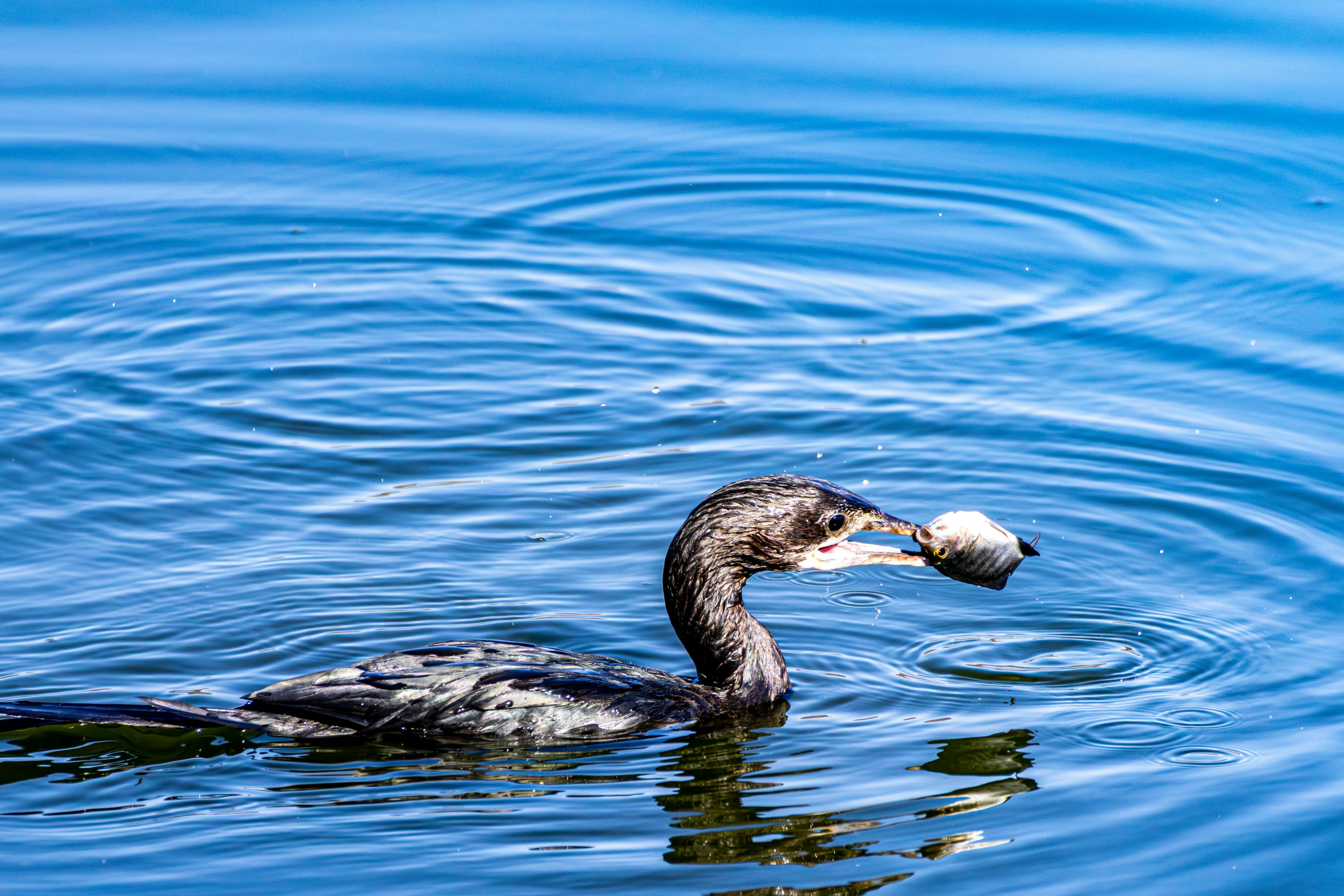 ฟรี นกคormorantตัวหนึ่งคาบปลาด้วยจะงอยปากขณะว่ายน้ำอยู่ในทะเลสาบอันสงบนิ่ง มีระลอกคลื่นเกิดขึ้นรอบๆ คลังภาพถ่าย