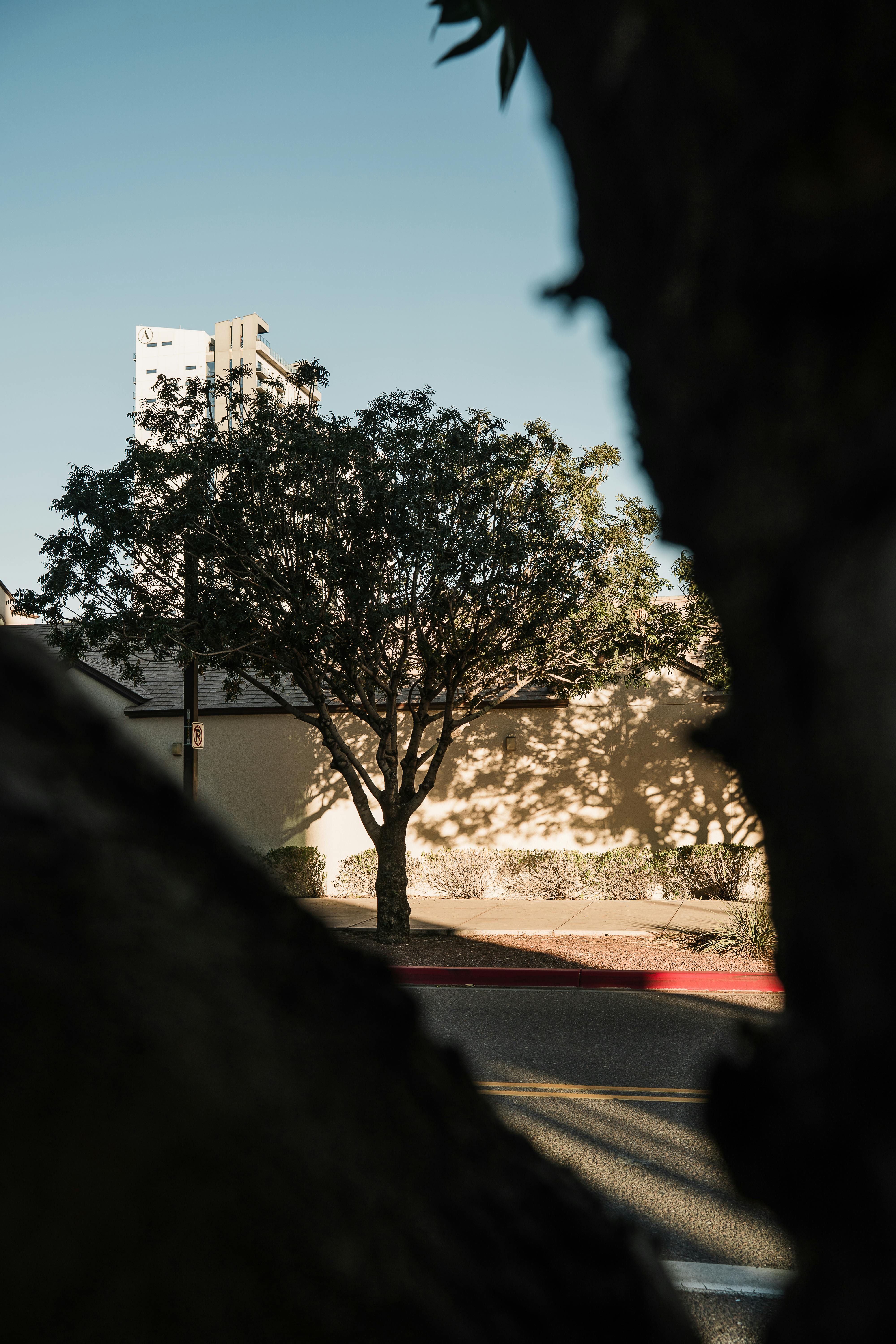 Gratis Bytræ i silhuet mod en moderne bygning med dramatisk skyggespil i Phoenix, Arizona. Lagerfoto