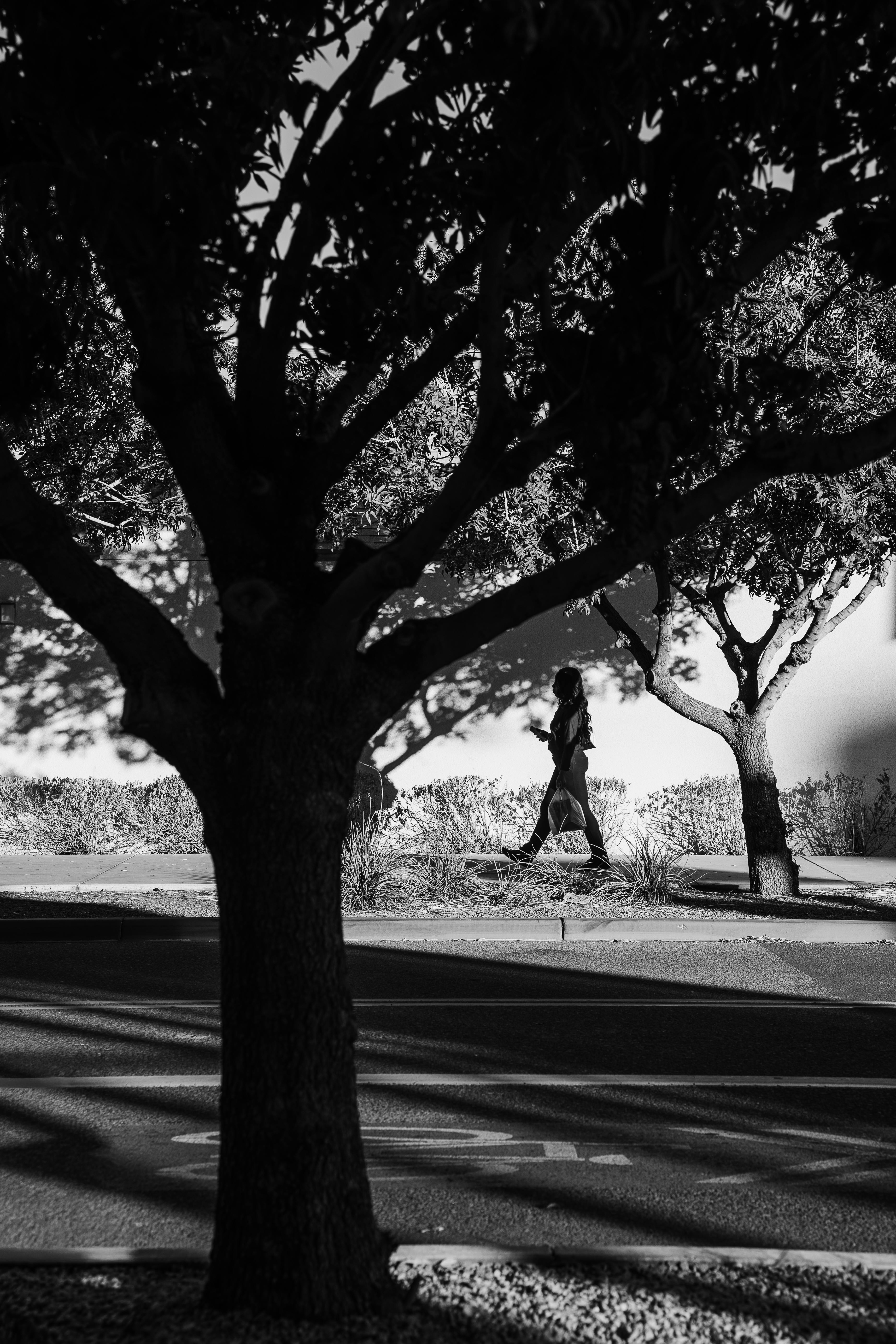 ฟรี หญิงคนหนึ่งเดินเล่นไปตามถนนที่มีต้นไม้เรียงรายในเมืองฟีนิกซ์ รัฐแอริโซนา เงาที่ทอดลงมานั้นดูงดงามราวกับภาพวาด คลังภาพถ่าย