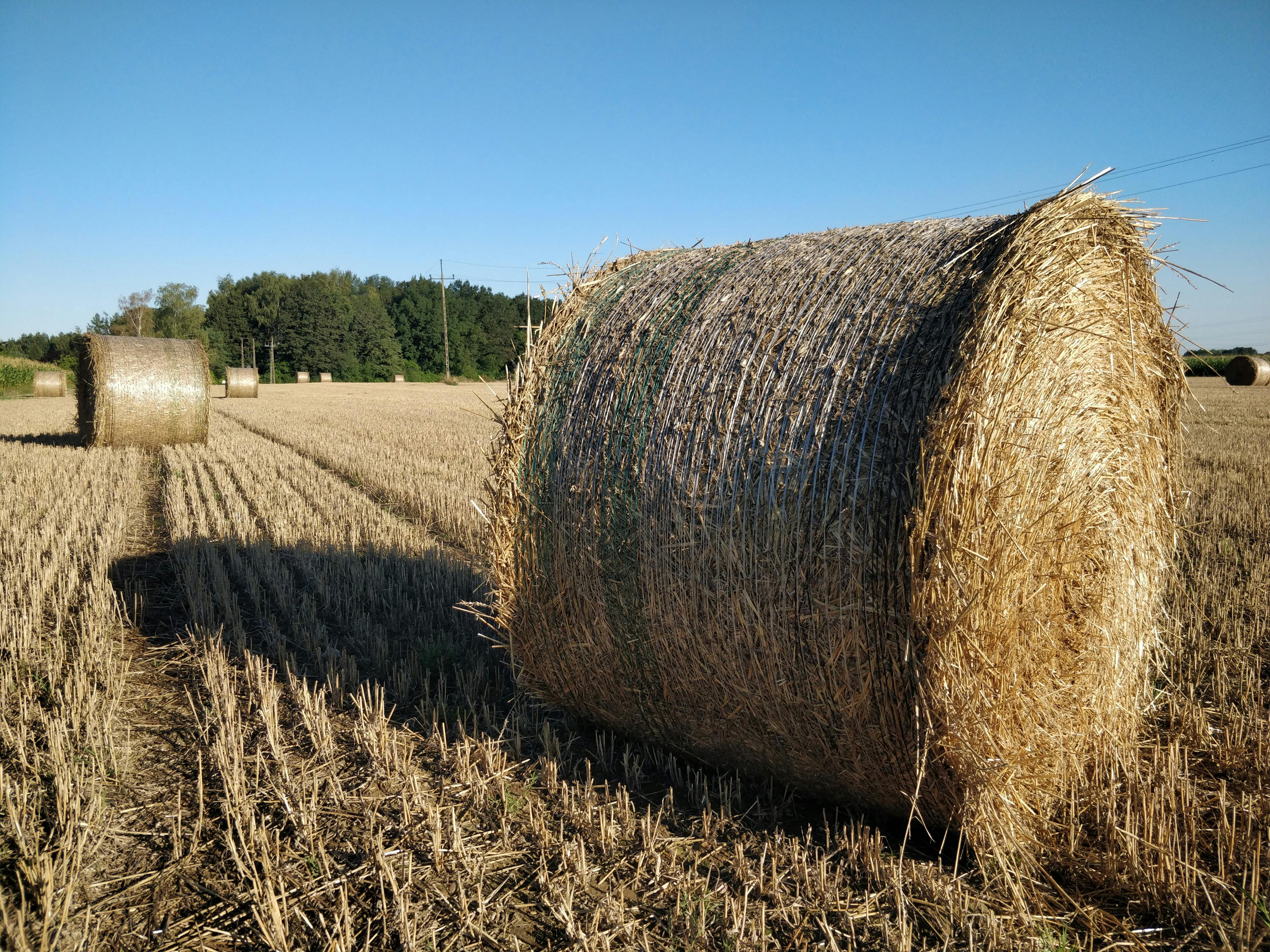 ฟรี ภาพอันน่าประทับใจของกองฟางกลมๆ ในทุ่งนาที่เก็บเกี่ยวแล้ว ภายใต้ท้องฟ้าสีครามสดใส คลังภาพถ่าย