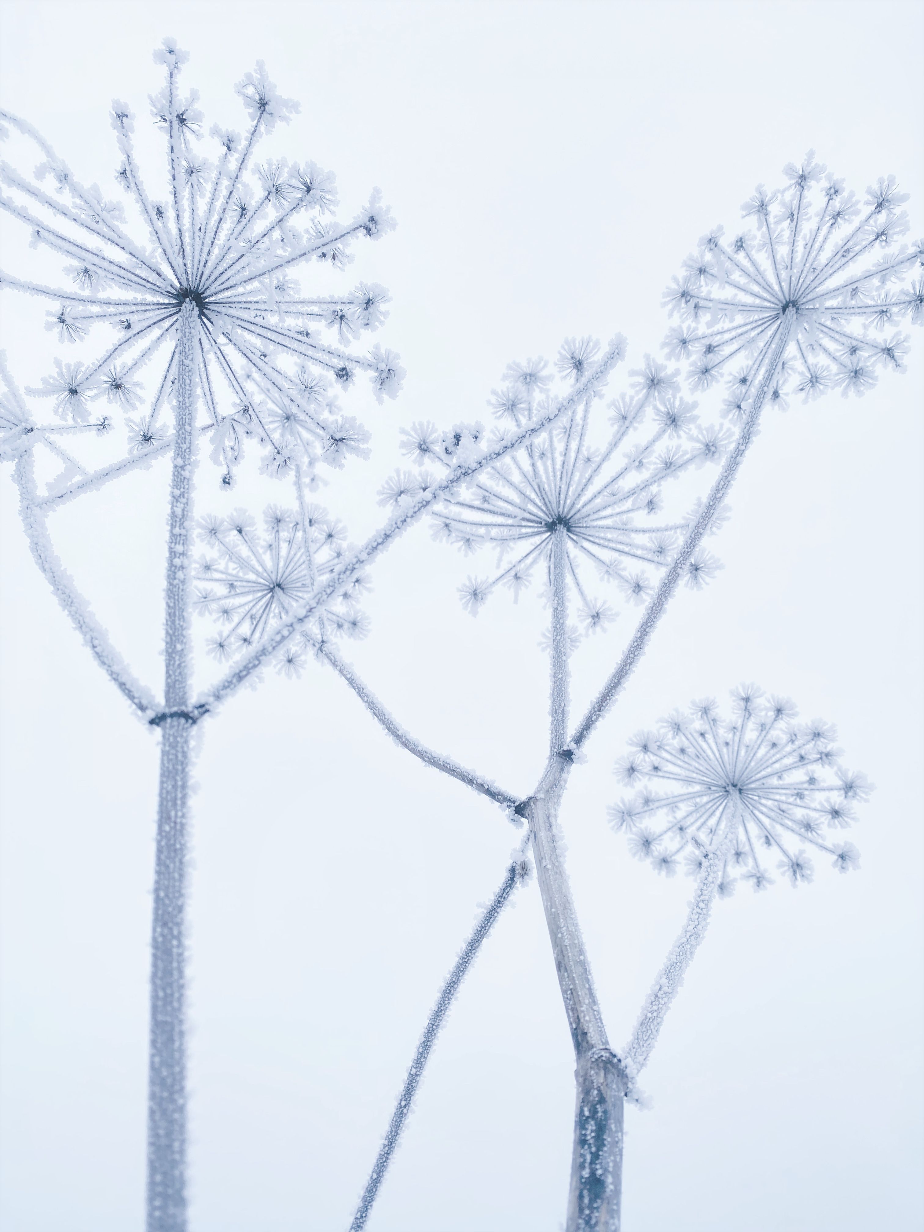 Close-up of frost-covered Queen Anne's Lace showcasing nature's intricate winter beauty.