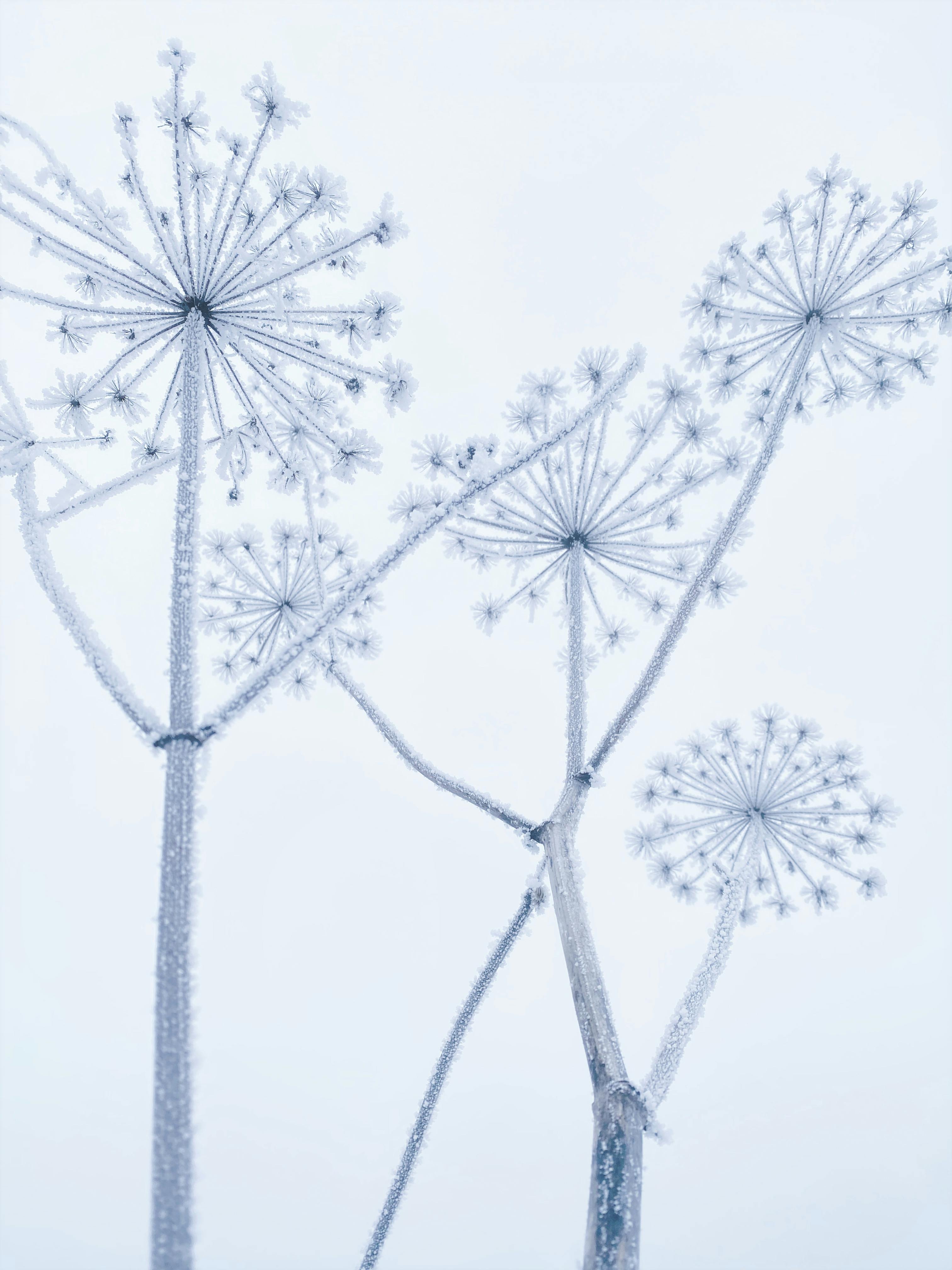bezplatná Detailní záběr na mrazem pokrytou krajku královny Anny, která ukazuje složitou zimní krásu přírody. Základová fotografie