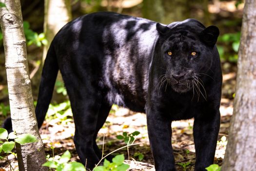 Stunning portrait of a black panther in a forest setting, showcasing its majestic presence.
