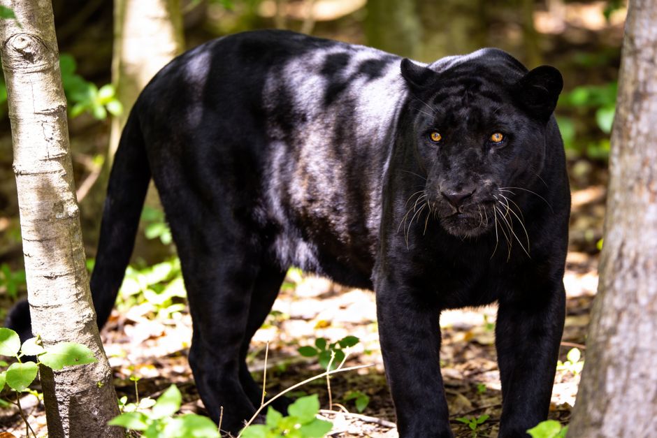 Stunning portrait of a black panther in a forest setting, showcasing its majestic presence.