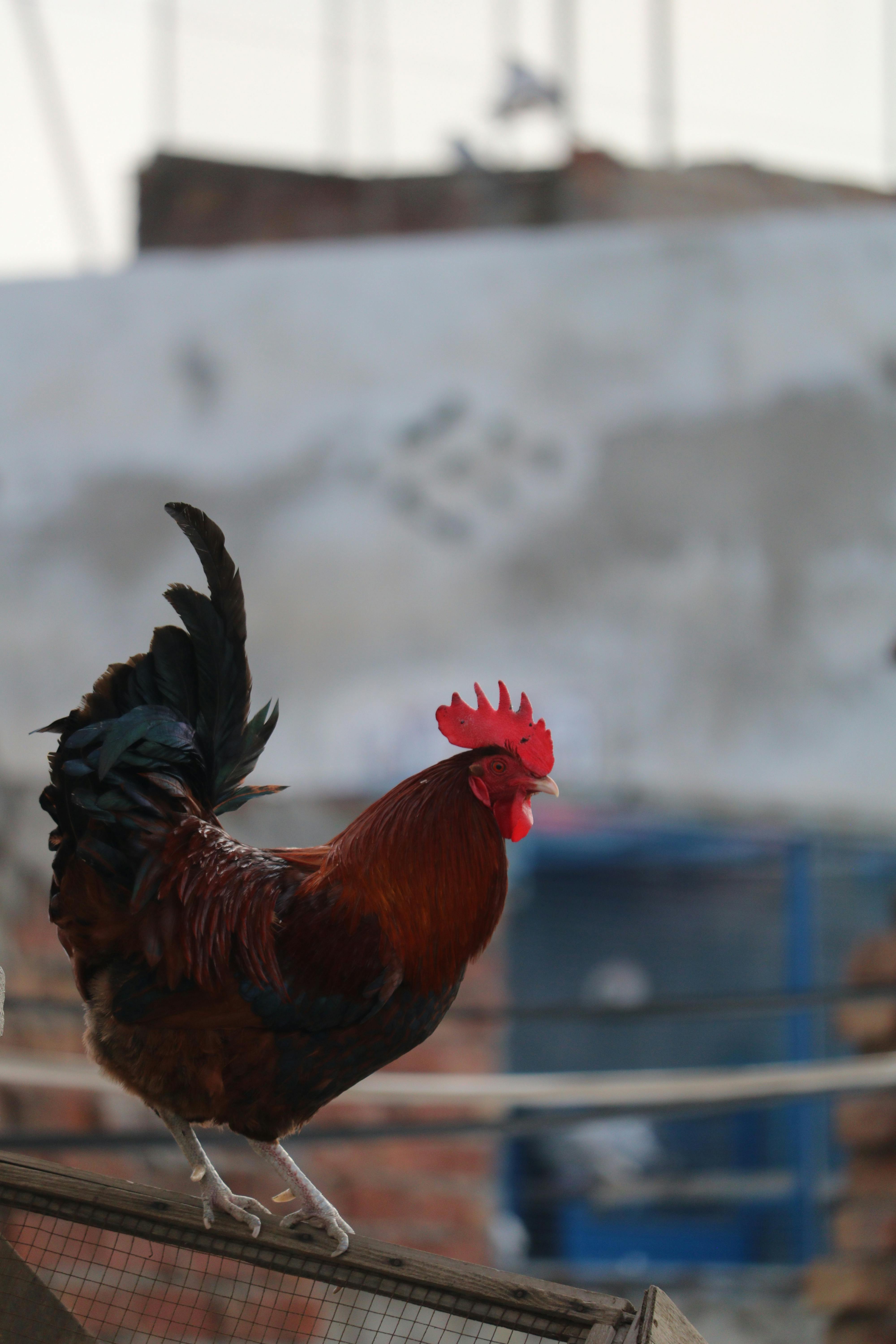 ฟรี ไก่ตัวผู้สีสันสดใสตัวหนึ่งนั่งอยู่บนรั้วในพื้นที่กลางแจ้งของเมือง อวดโฉมขนที่สวยงามของมัน คลังภาพถ่าย