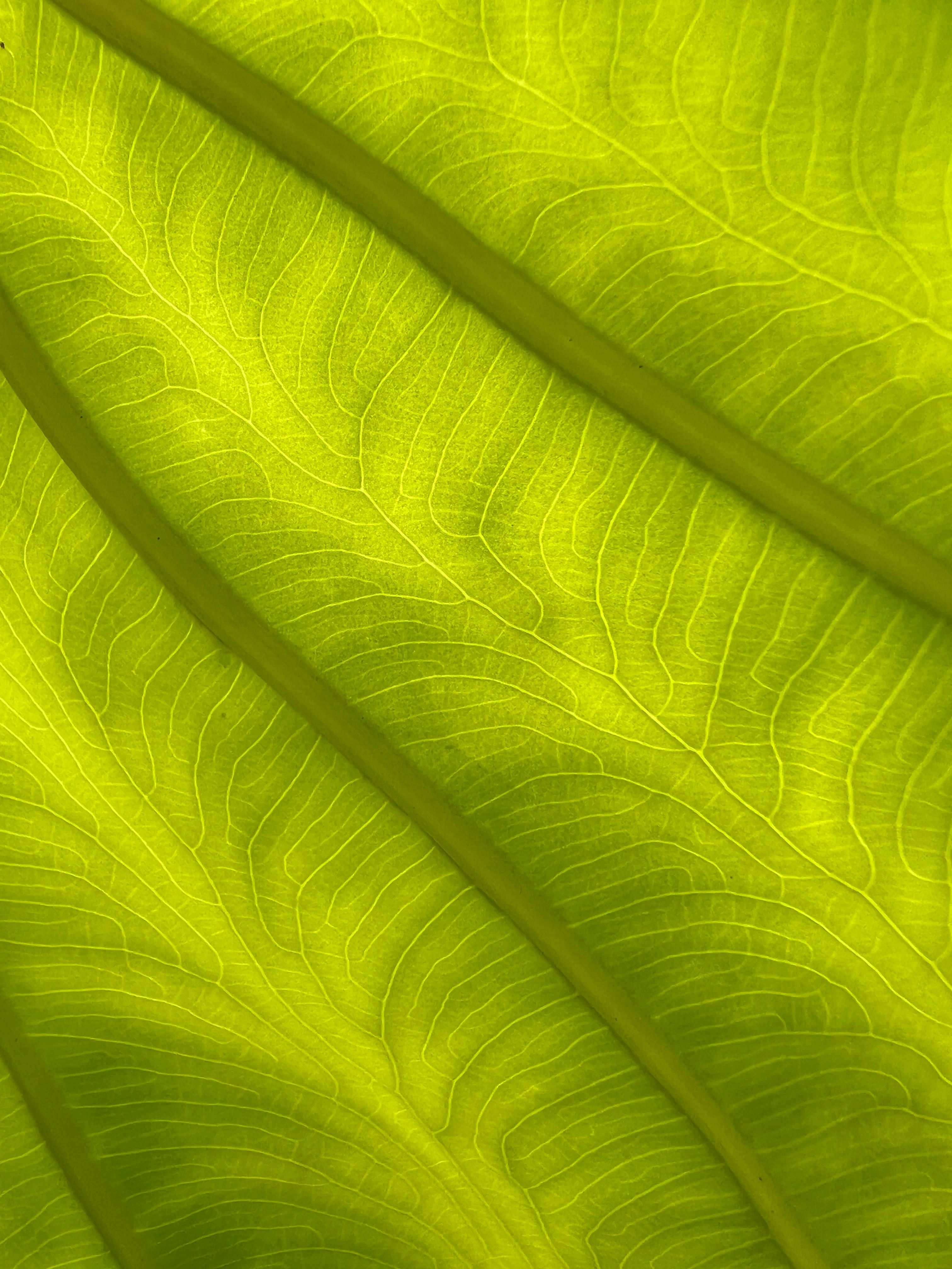 Close-up of Vibrant Green Leaf Veins · Free Stock Photo