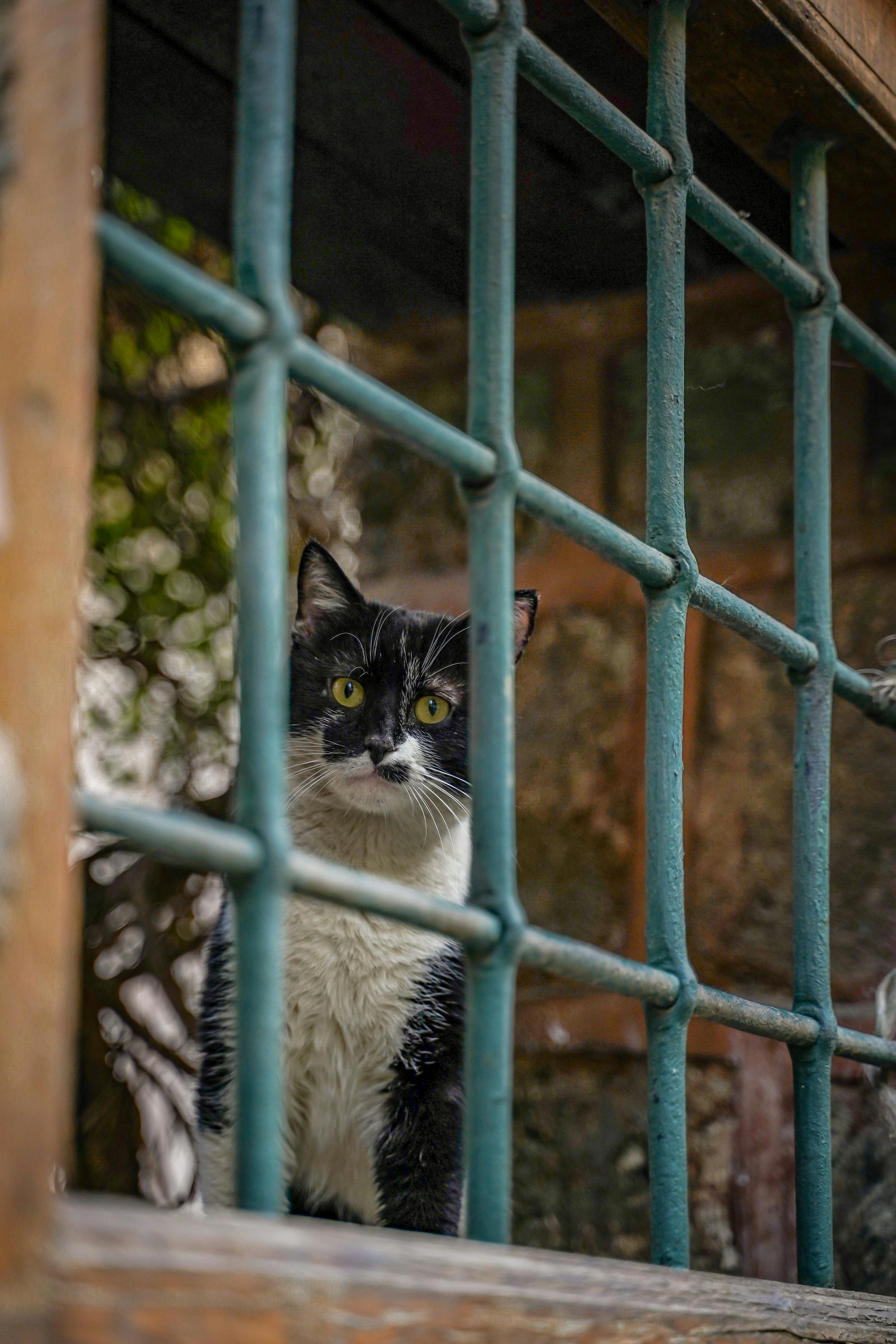 ฟรี แมวลายขาวดำตัวหนึ่งกำลังมองลอดผ่านลูกกรงเหล็กด้วยสีหน้าสงสัย คลังภาพถ่าย