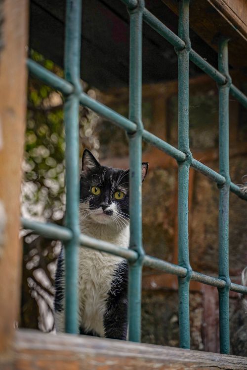 Free A black and white cat peering through metal bars with a curious expression. Stock Photo