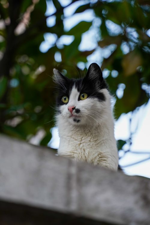 Free A black and white fluffy cat perched on a garden wall, watching intently. Stock Photo