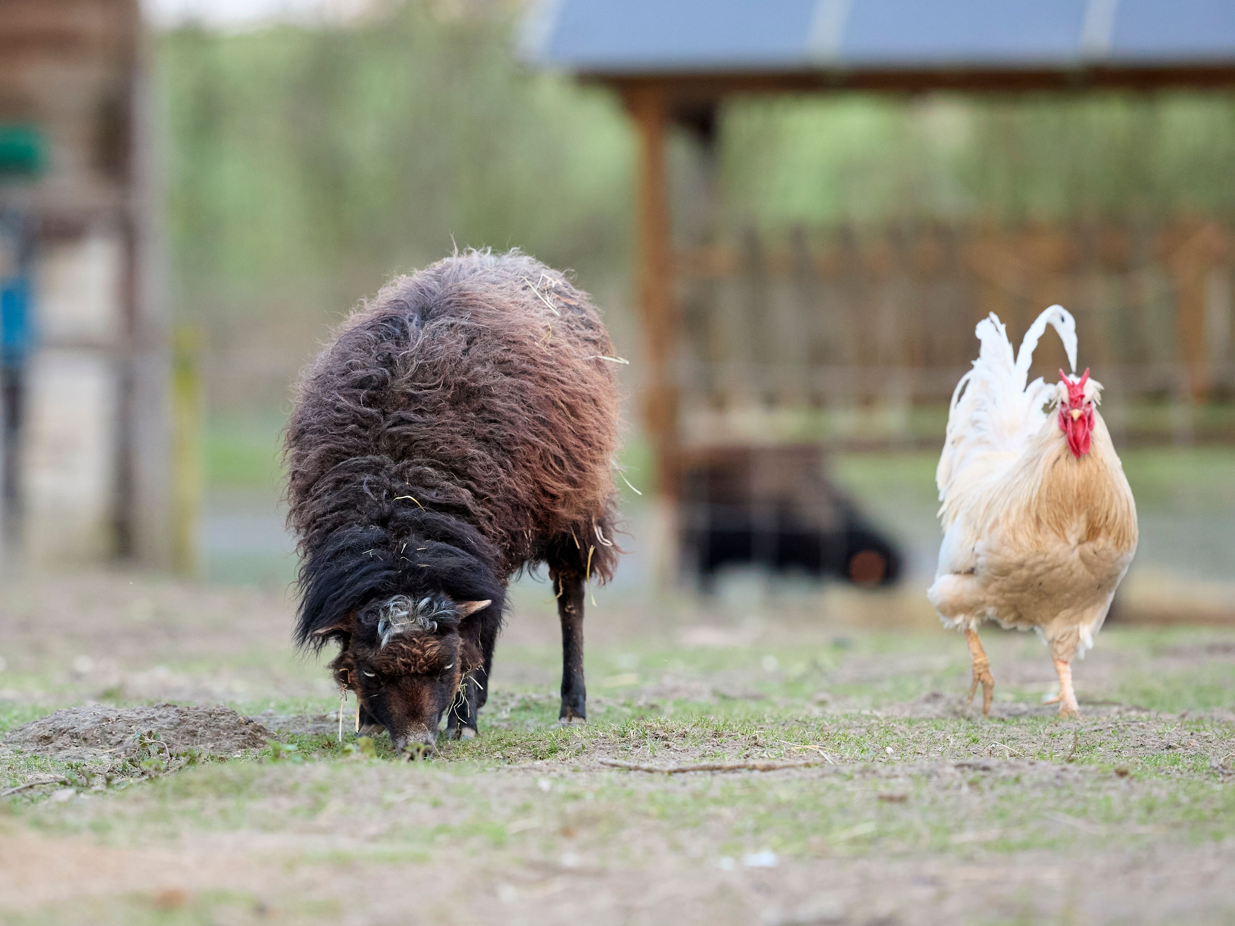 Chickens and Ouessant Sheep Grazing Peacefully · Free Stock Photo