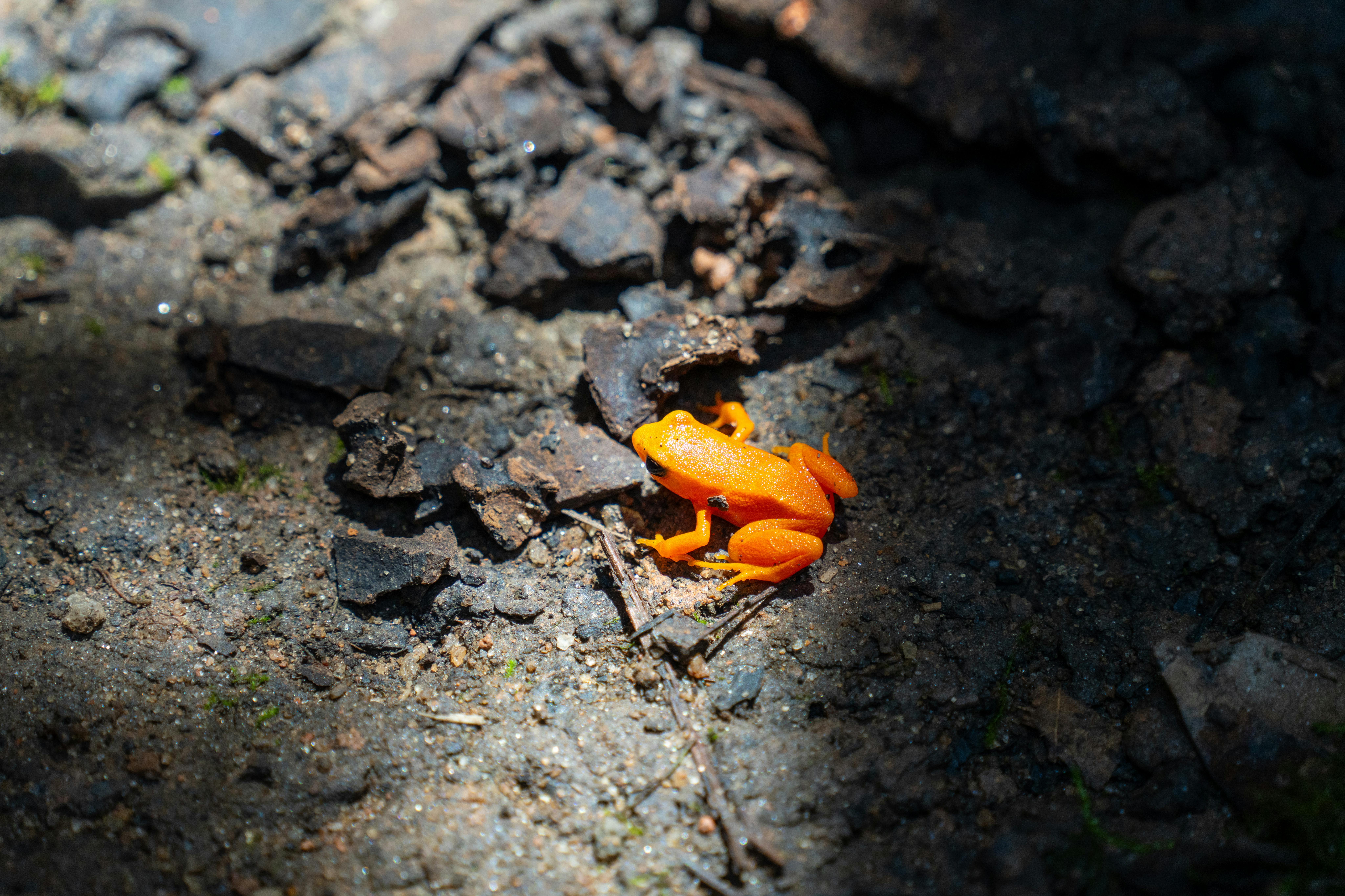 Ilmainen Eloisan oranssi sammakko valaistuna metsänpohjalla Madagaskarilla ja esittelee silmiinpistävää väriään maanläheistä taustaa vasten. Kuvapankkikuva
