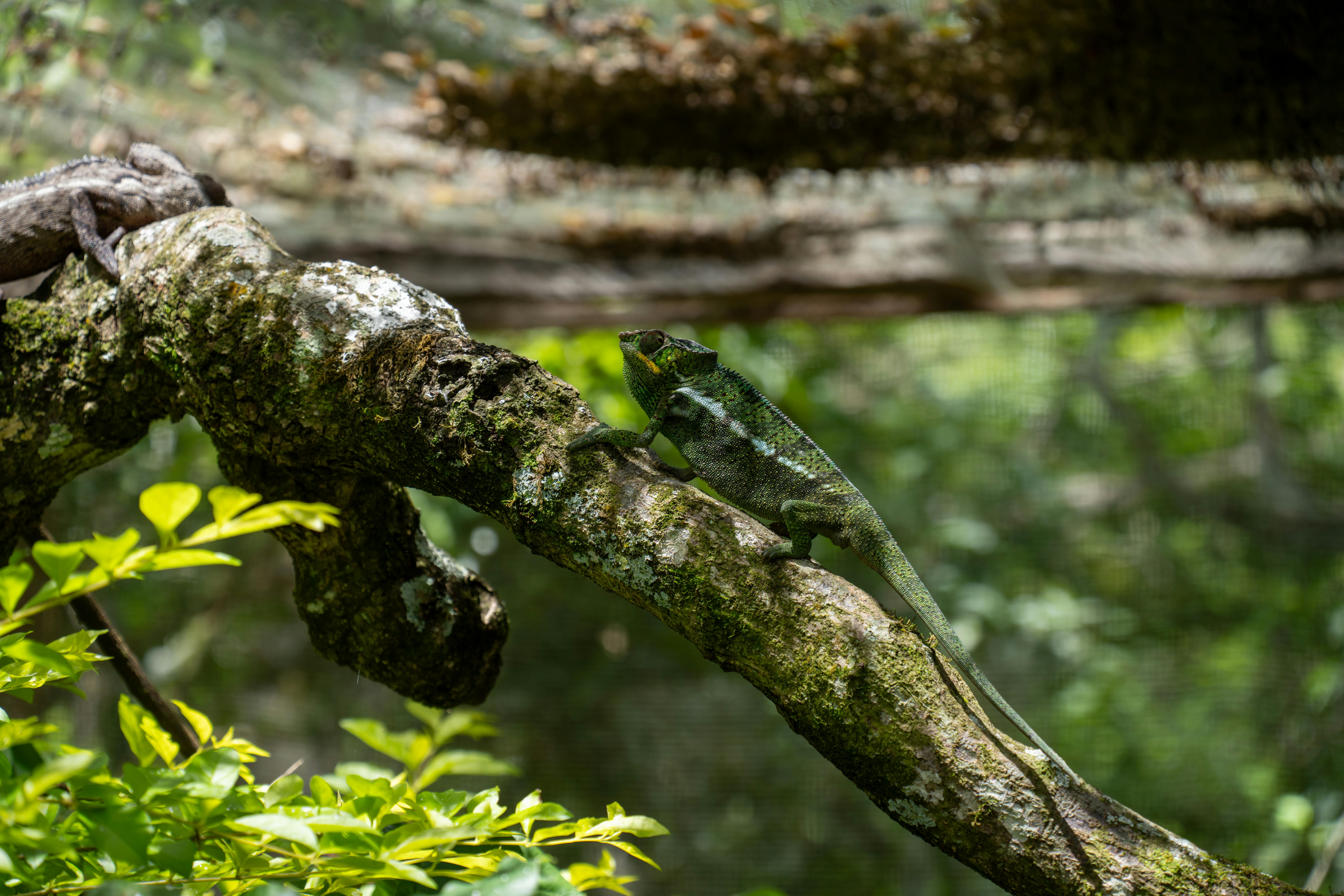 bezplatná Chameleon odpočívající na větvi stromu v bujném lesním prostředí Madagaskaru. Základová fotografie
