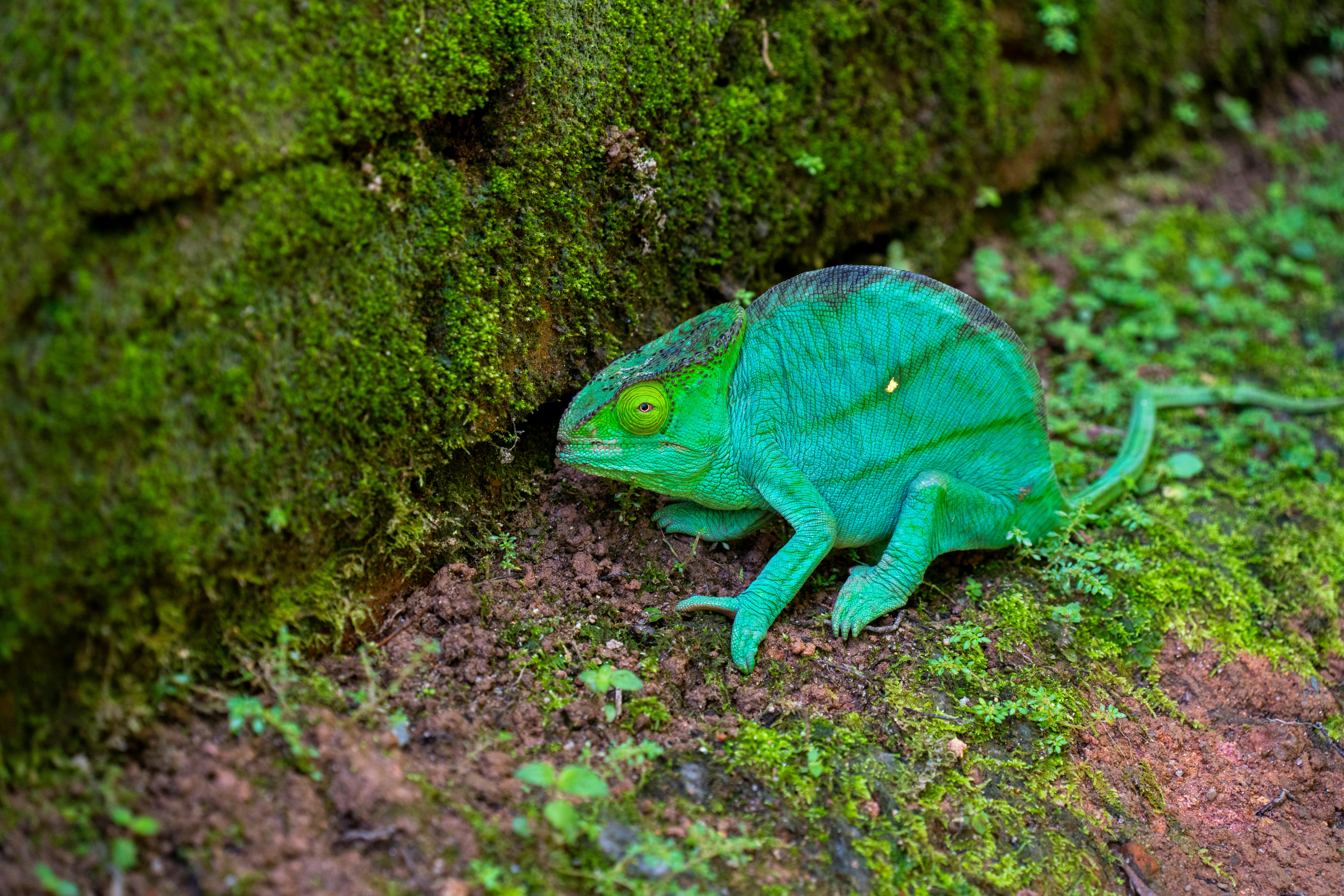 ฟรี กิ้งก่าสีเขียวสดใสกลมกลืนกับสภาพแวดล้อมที่ปกคลุมด้วยมอสในทิวทัศน์ธรรมชาติของมาดากัสการ์ คลังภาพถ่าย