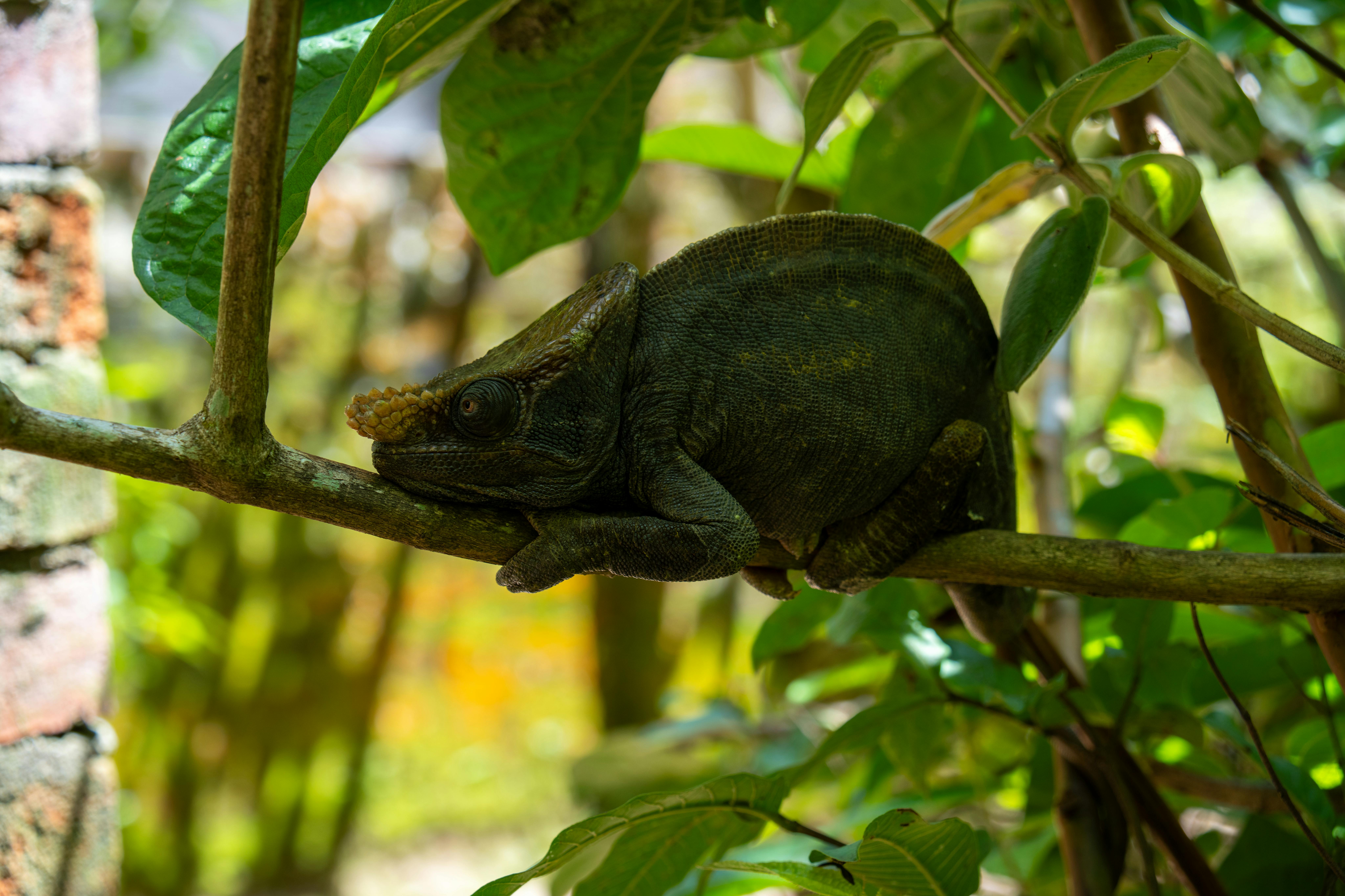 Ilmainen kuvapankkikuva tunnisteilla @outdoor, Afrikka, afrikkalainen villieläimet Kuvapankkikuva