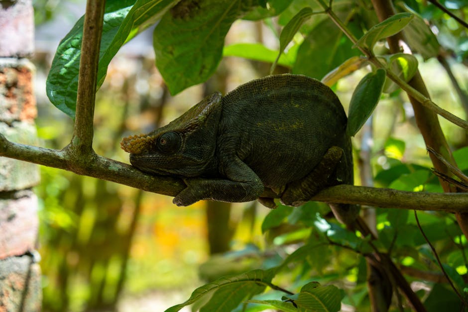 Tsingy's Uniqueness, Madagascar - travel photo