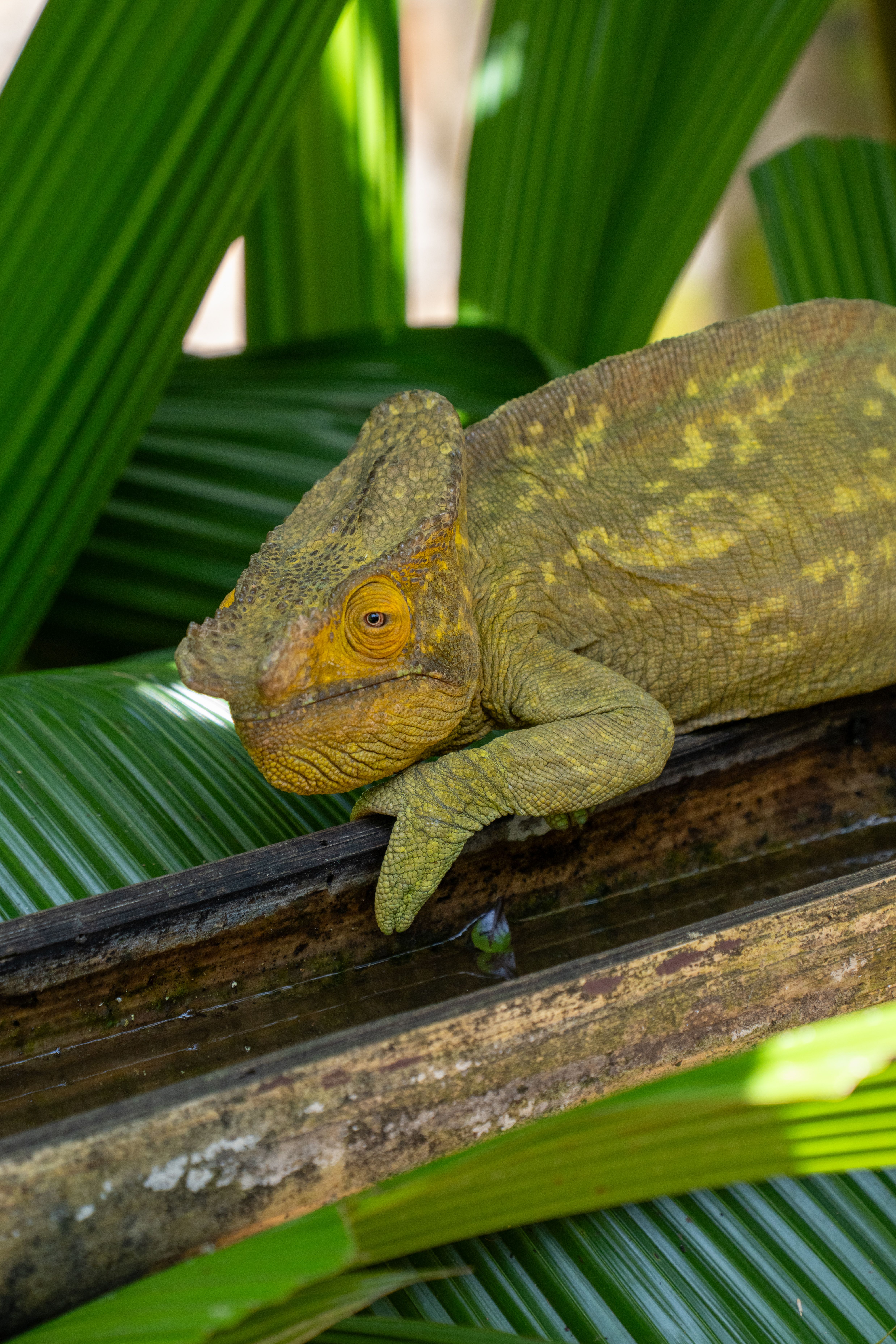 Fotomural Un vibrante camaleón de Parsons descansando en una rama en el exuberante entorno selvático de Madagascar.