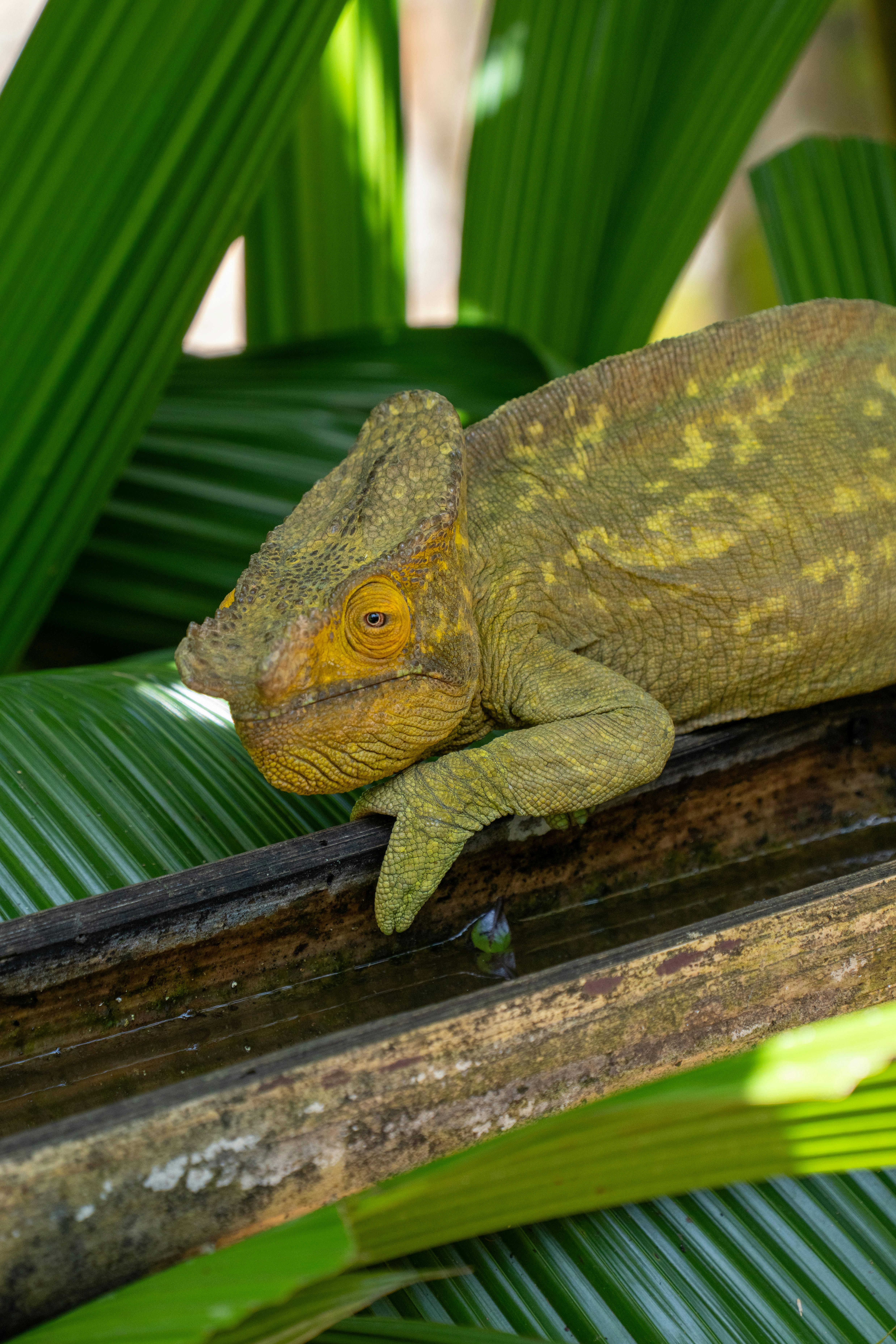 Ilmainen Eläväinen Parsonin kameleontti lepää oksalla Madagaskarin rehevässä viidakkoympäristössä. Kuvapankkikuva