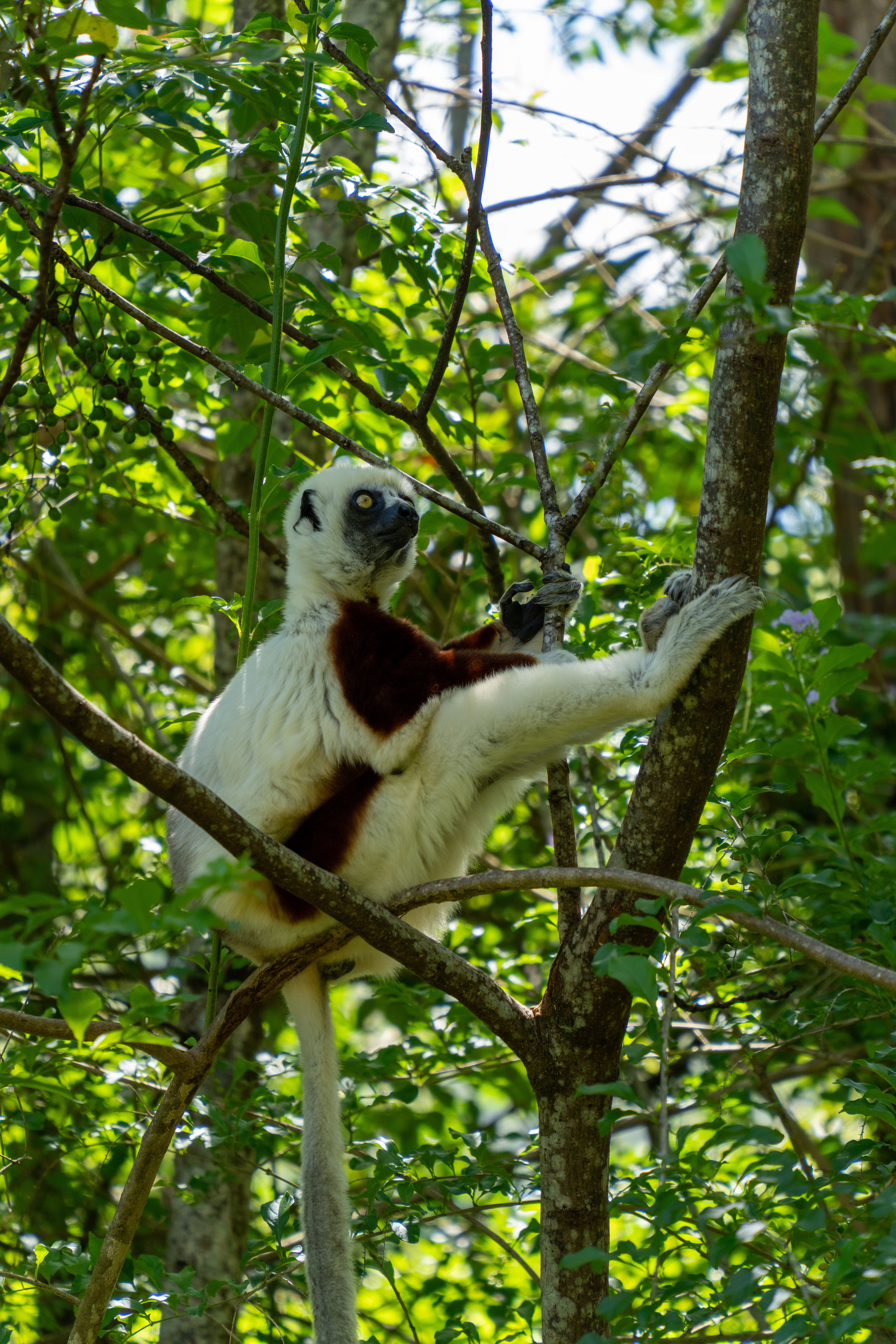 A Coquerel's Sifaka lemur gracefully perched in a lush Madagascar forest.