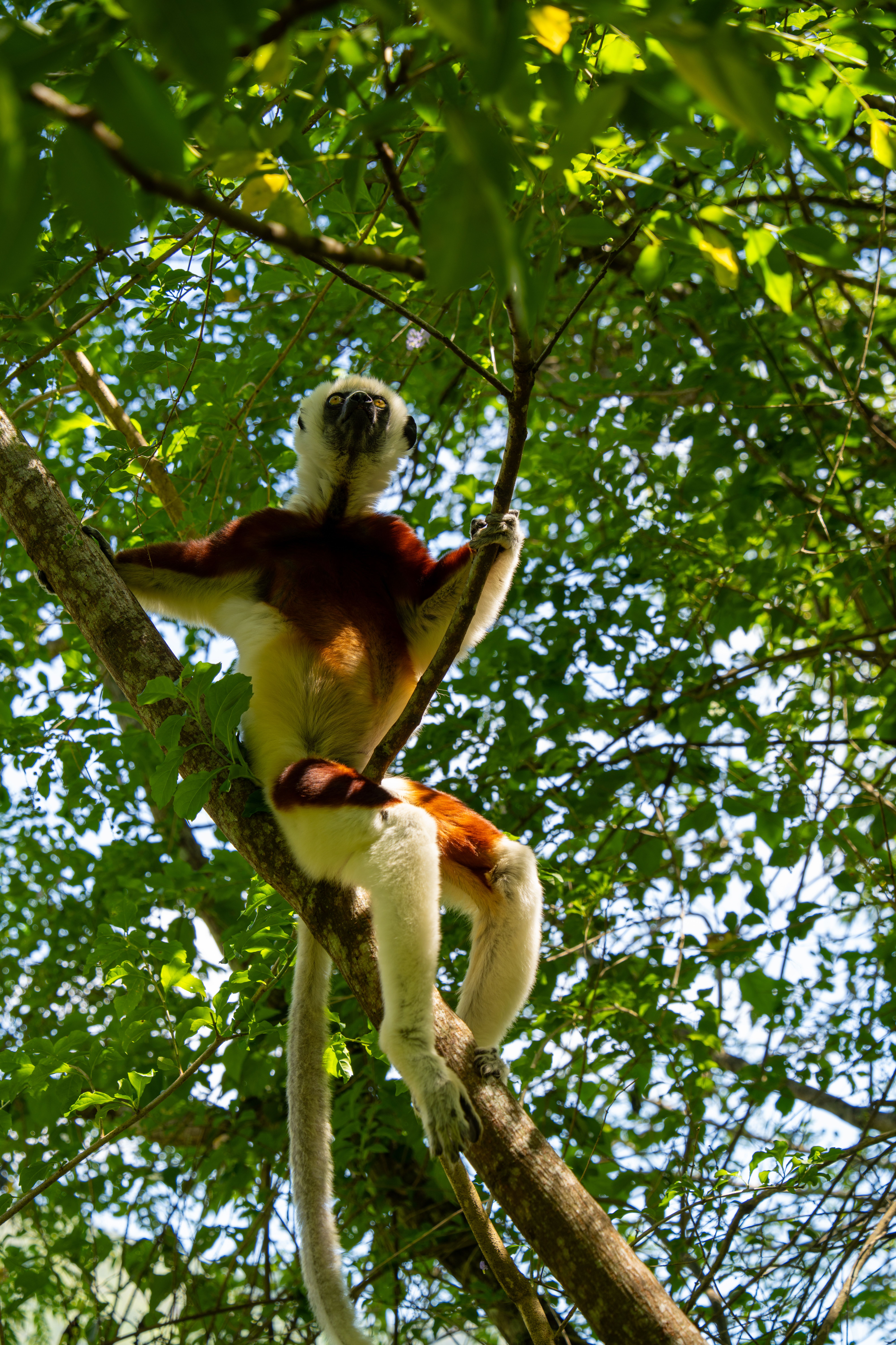 Coquerel's Sifaka lemur perched in a Madagascar tree, surrounded by lush leaves.