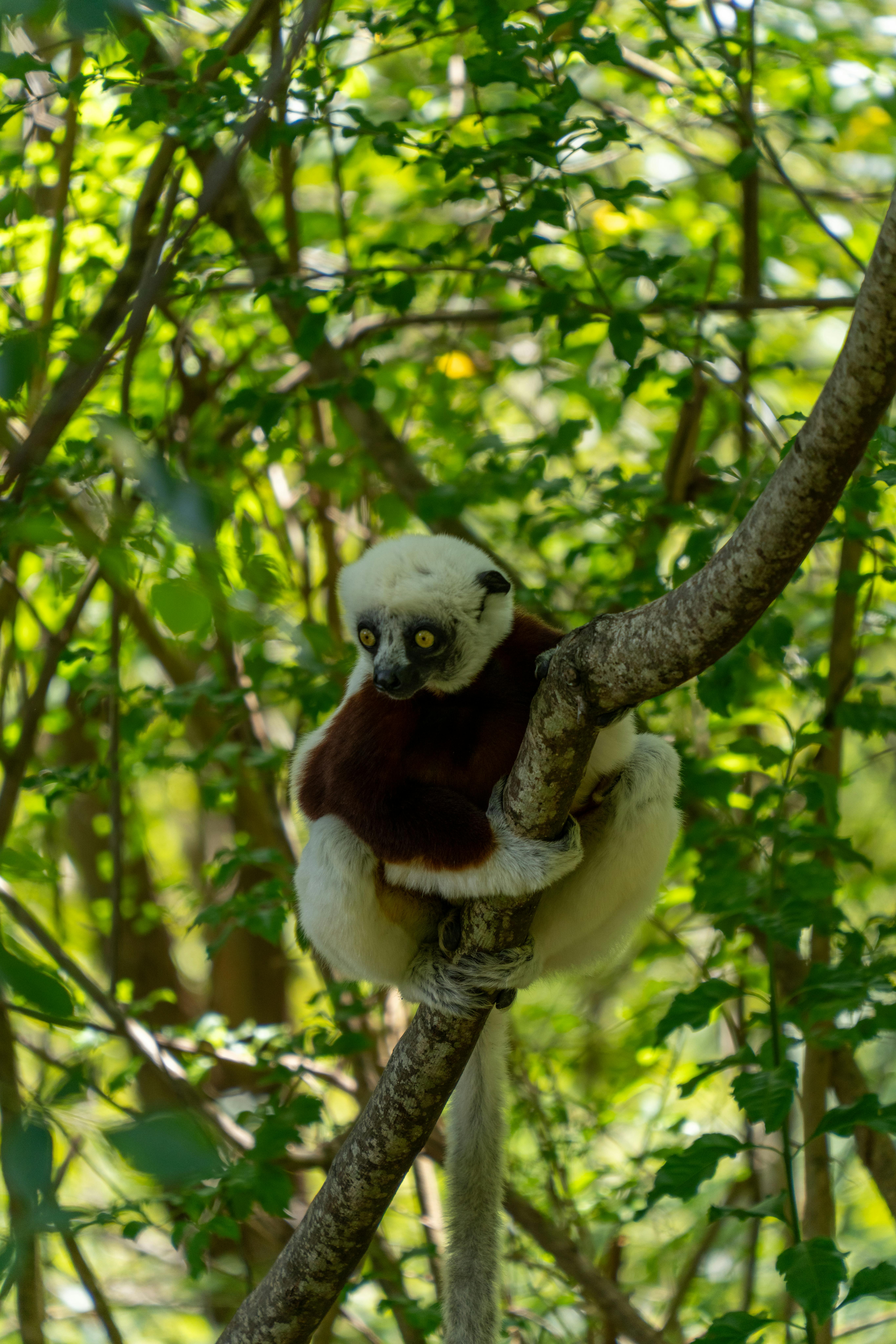 Madagascar — paysage de voyage Amanéa
