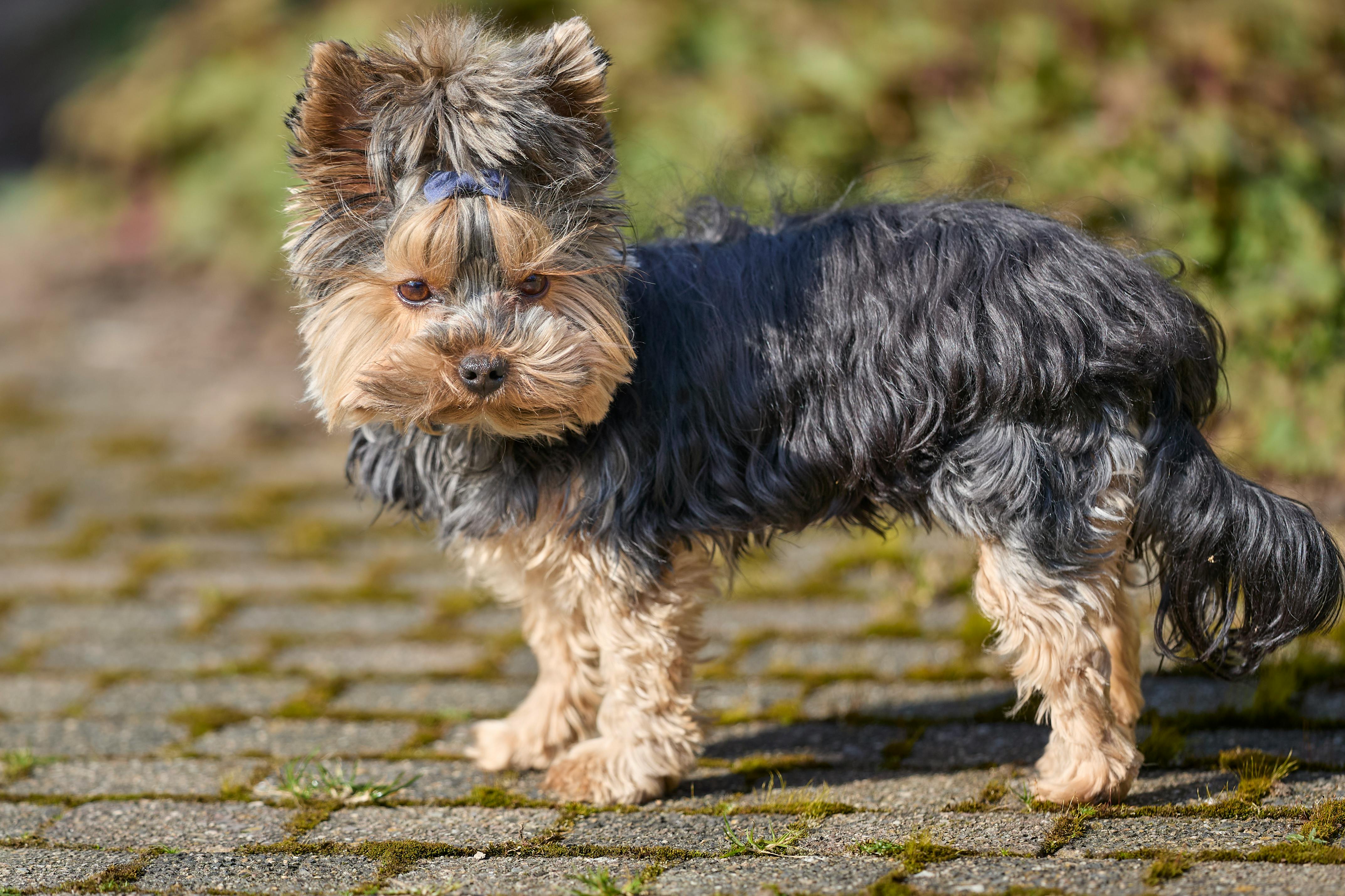 Cute Yorkshire Terrier puppy standing on a cobblestone path outdoors on a sunny day.
