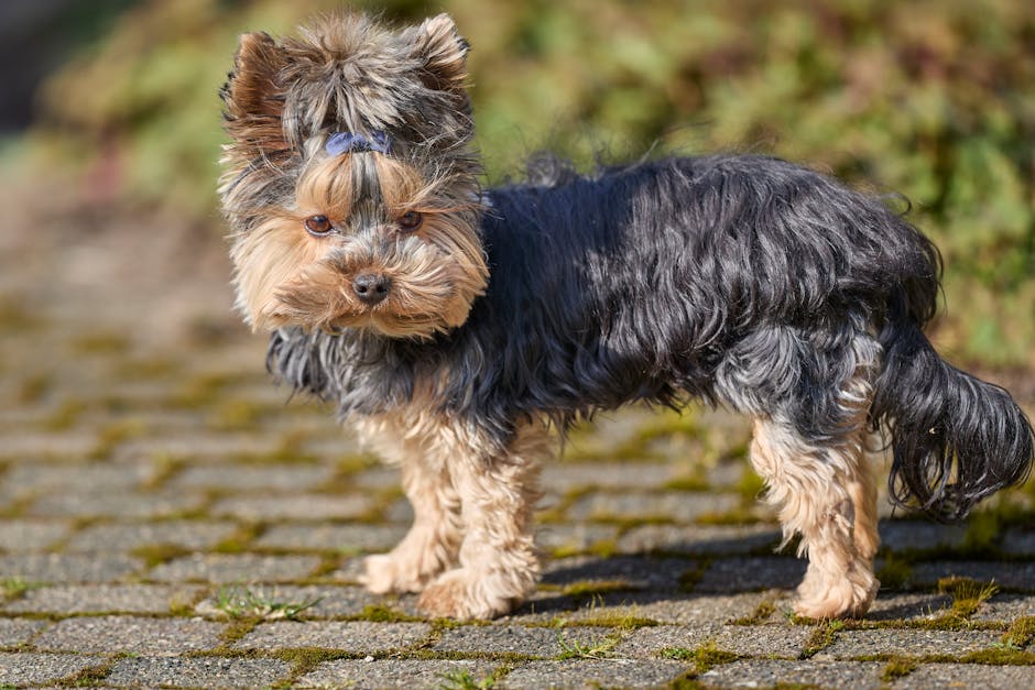 Royal Canin vs Hill's: Sensitive Stomach Showdown Cute Yorkshire Terrier puppy standing on a cobblestone path outdoors on a sunny day.