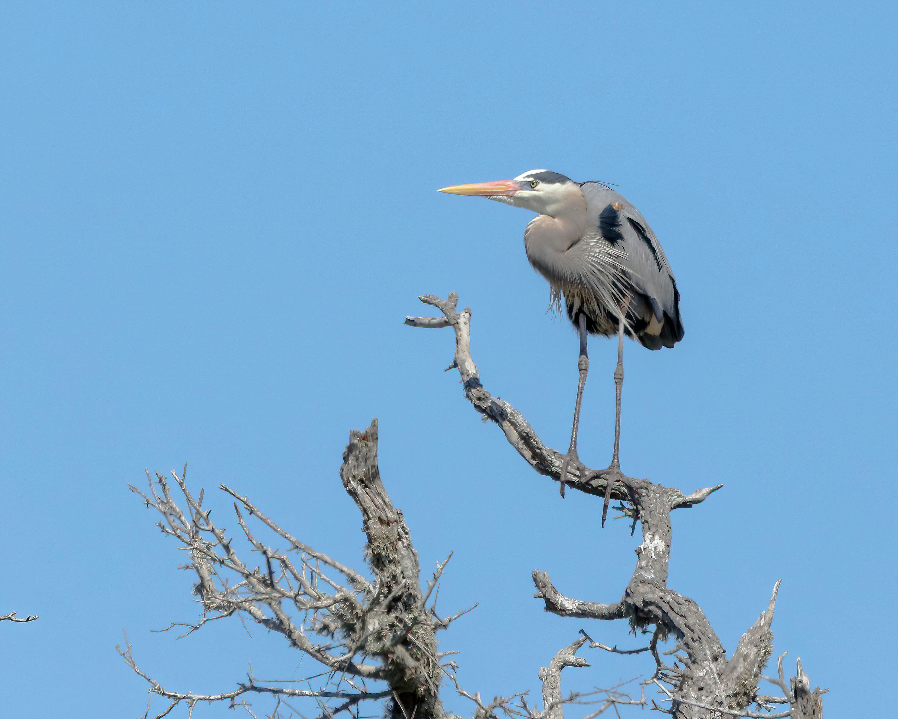 a perched Great Blue Heron captured with sharp detail from beak to wing at f/7.1 - best f stop for bird photography