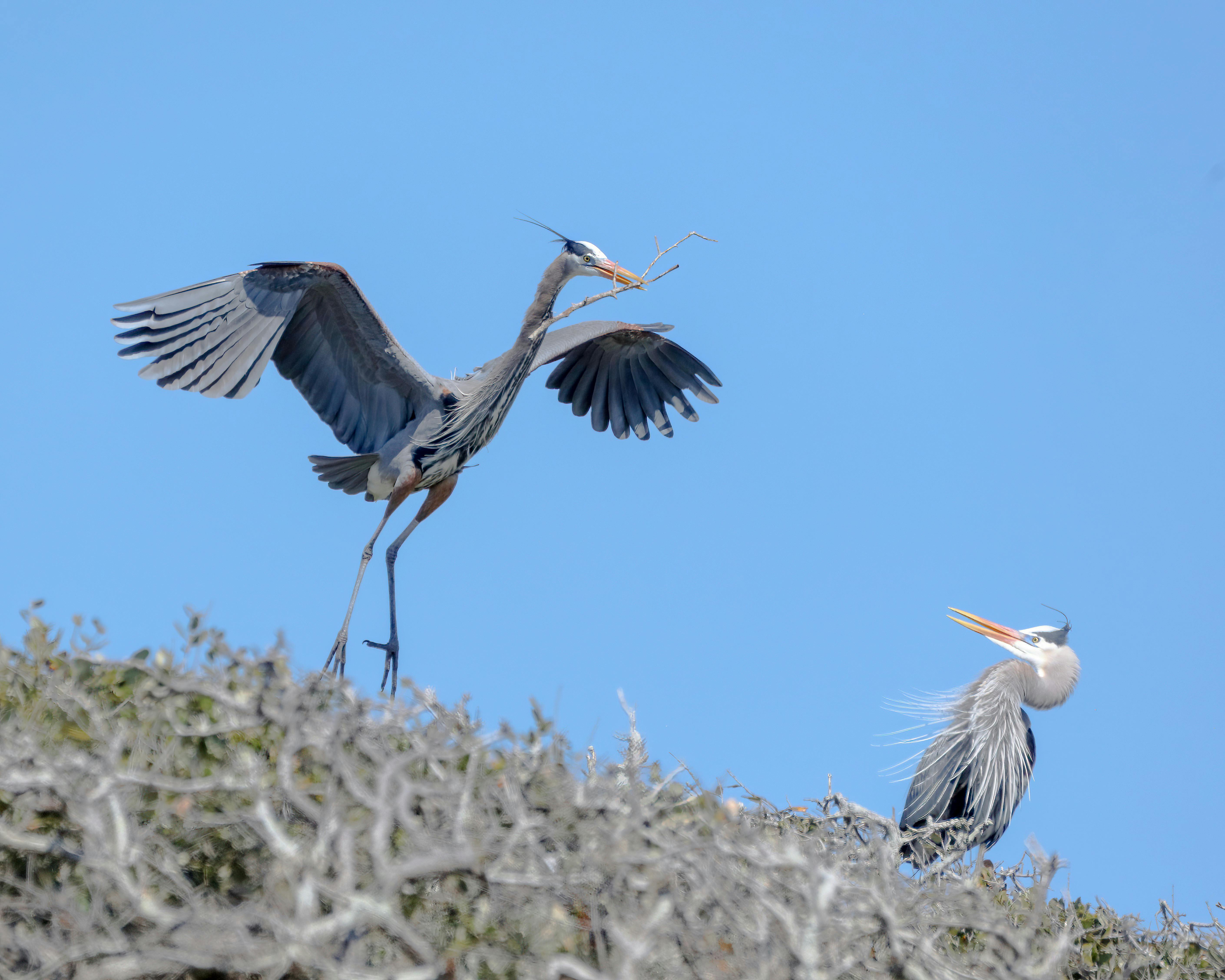 ฟรี นกกระยางสีฟ้าขนาดใหญ่สองตัวในเมืองร็อกพอร์ต รัฐเท็กซัส กำลังสร้างรังท่ามกลางท้องฟ้าสีครามสดใส คลังภาพถ่าย