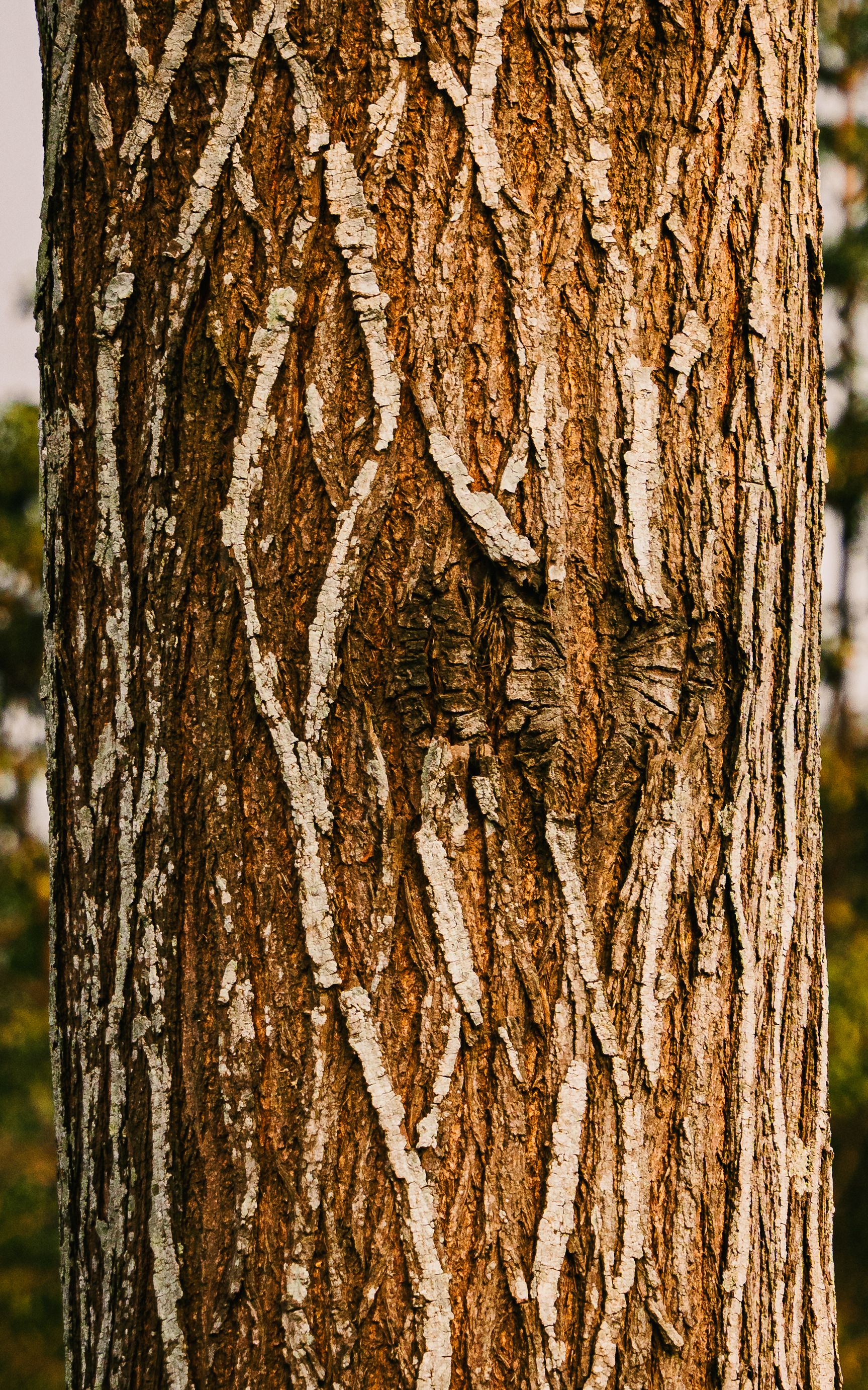 Close-Up of Textured Tree Bark in Nature · Free Stock Photo