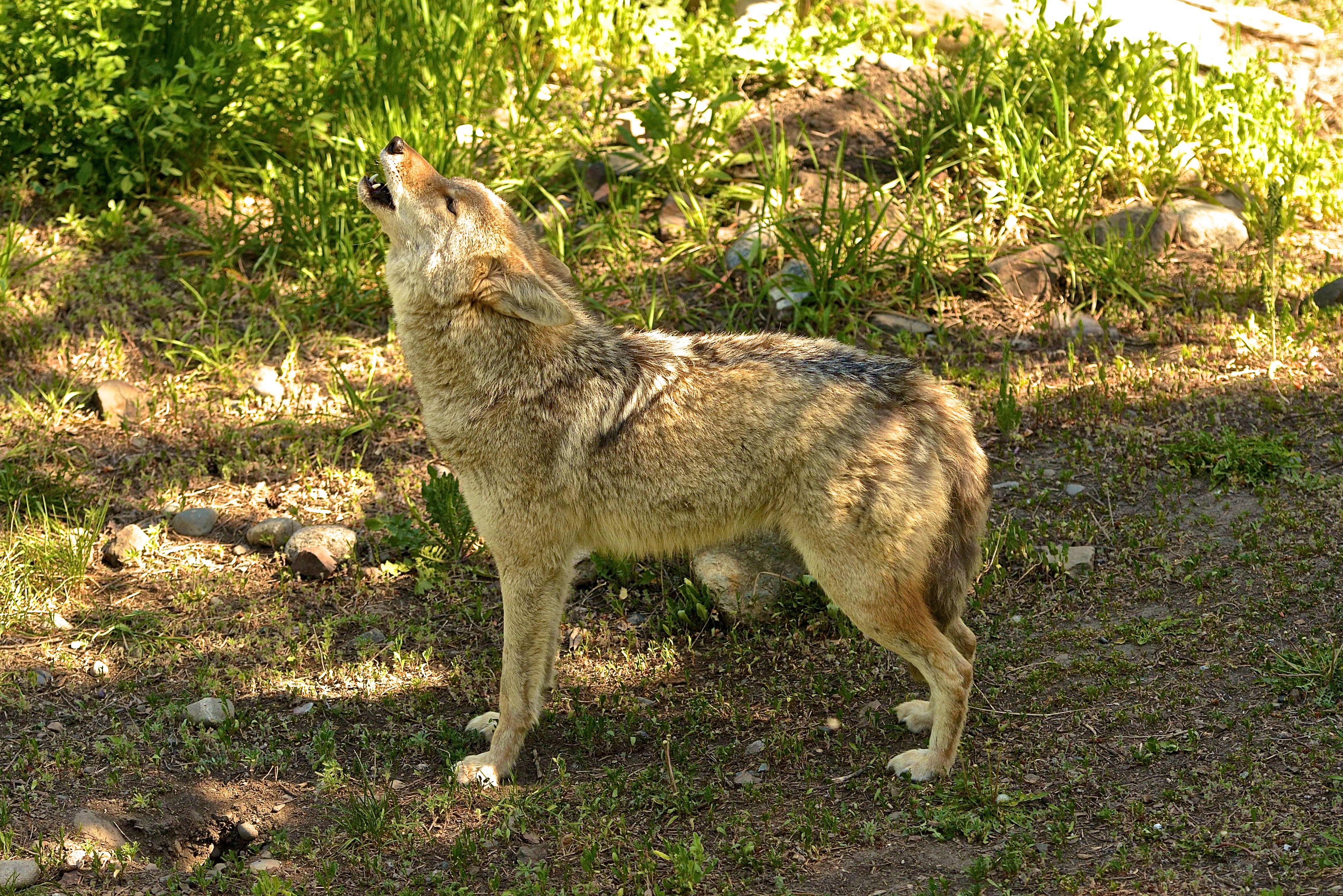 Why Do Dogs Howl? The Secret Canine Communication Code Unlocked