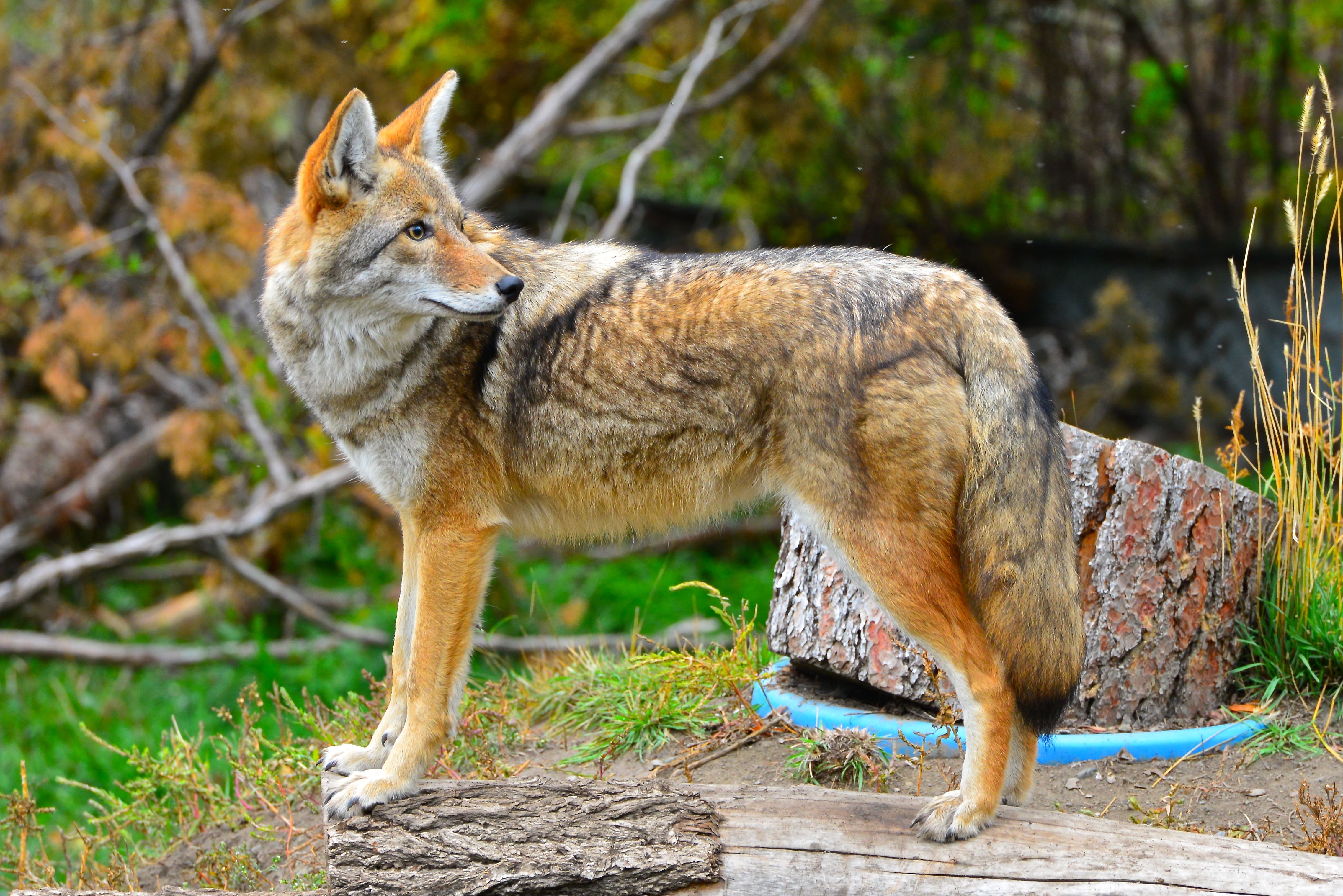 Coyote