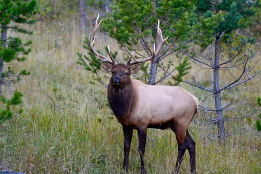 A majestic elk with antlers standing in a lush forest, captured in autumn.