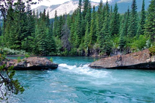 Free Peaceful river flowing through a lush pine forest with rock formations and distant mountains. Stock Photo