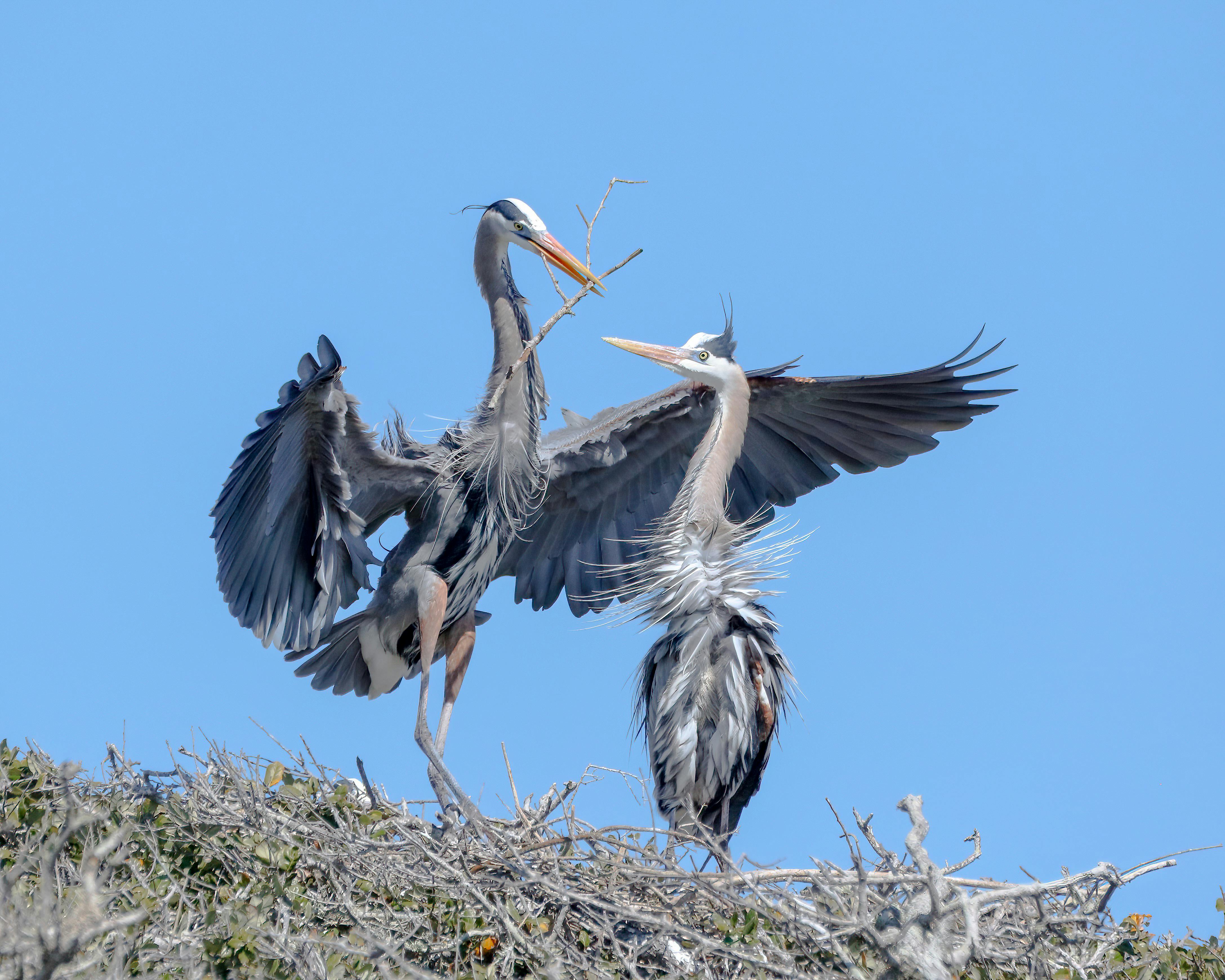 Ilmainen kuvapankkikuva tunnisteilla amerikkalainen lintu, ardea herodiat, eläinkuvaus Kuvapankkikuva