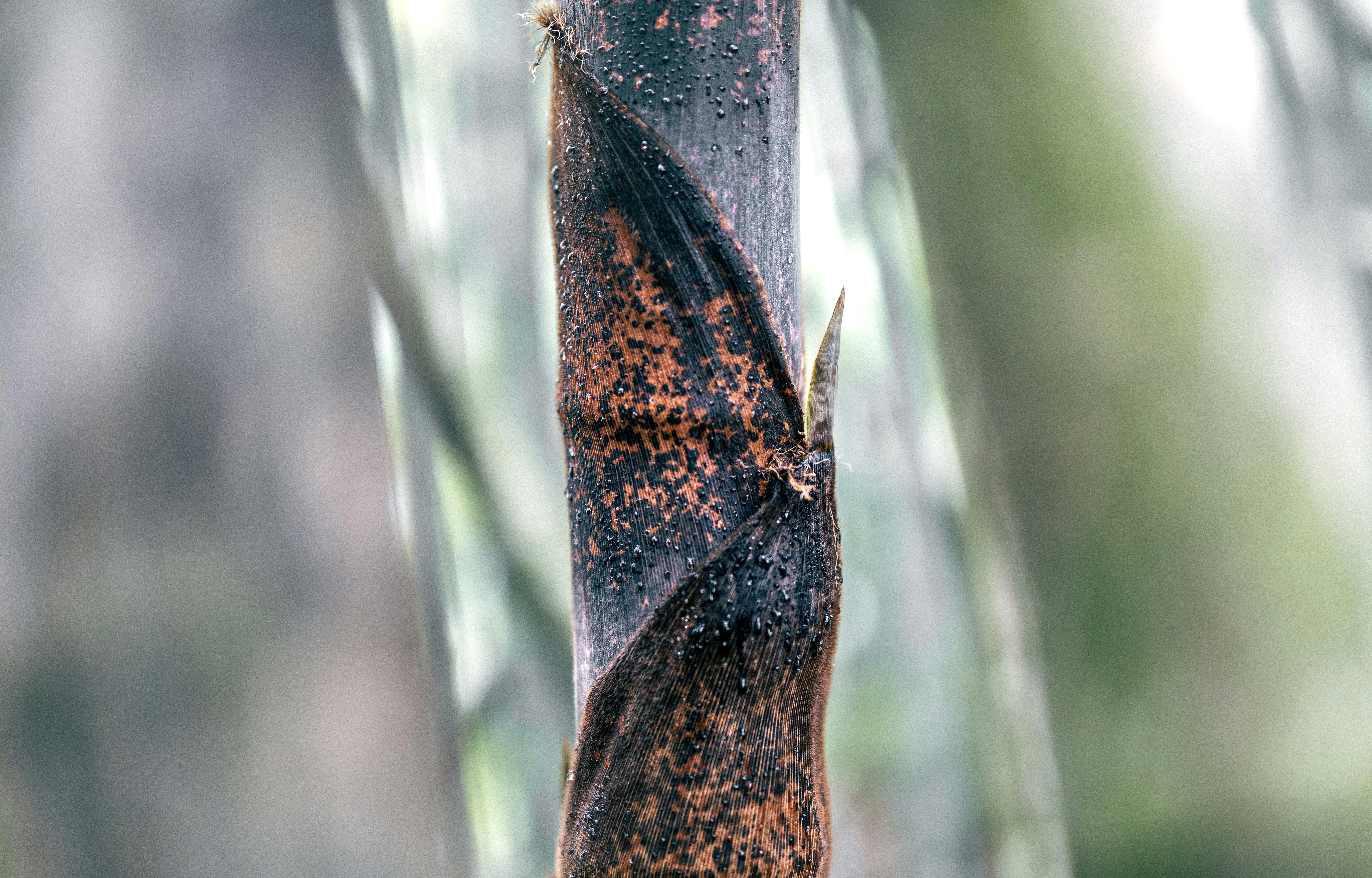 Gratuit Vedere detaliată a lăstarilor de bambus cu picături de apă într-o pădure învăluită în ceață, prezentând texturi naturale. Fotografie de stoc