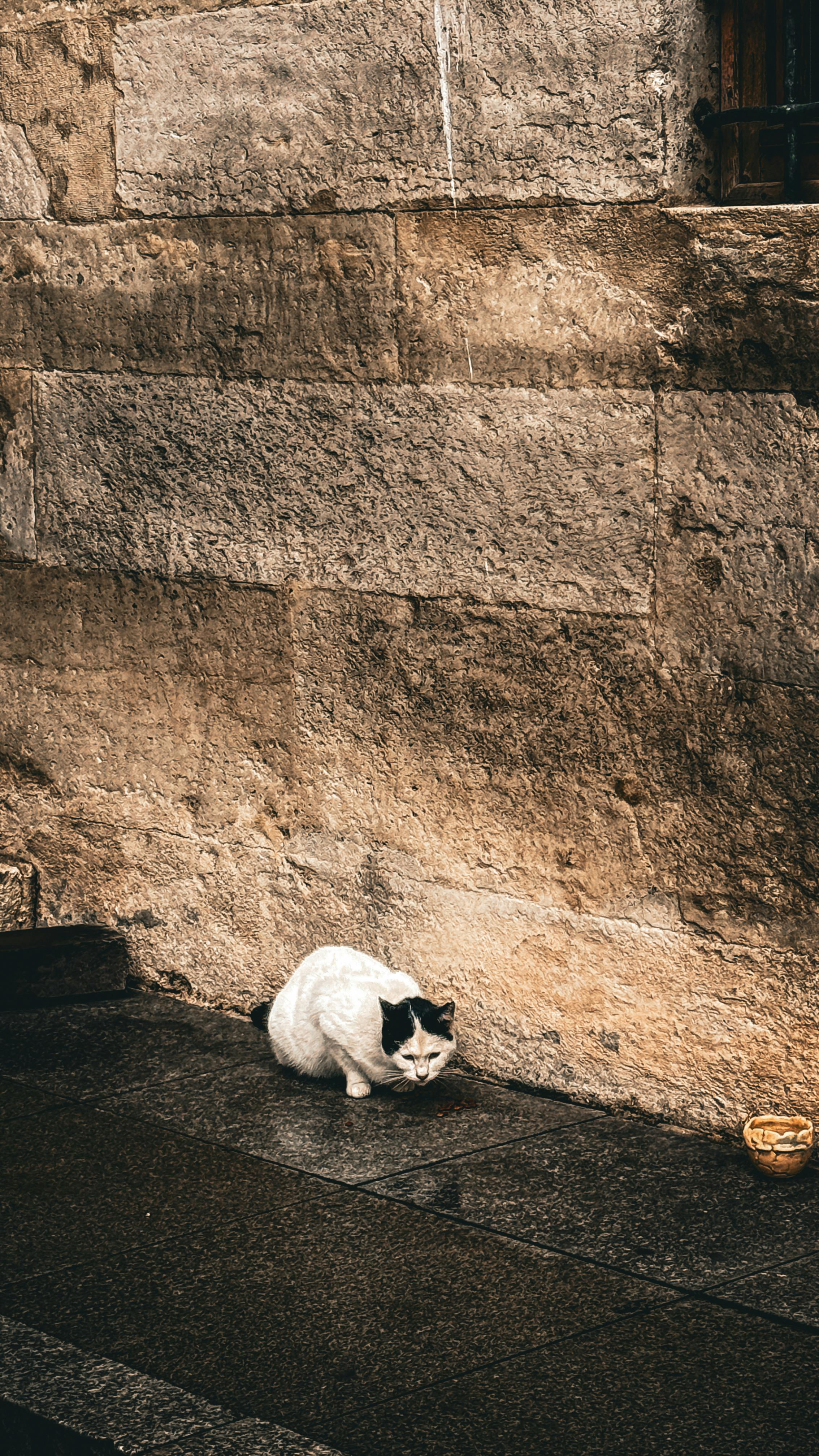bezplatná Toulavá kočka se choulí u historické kamenné zdi v Istanbulu a nabízí pohled na městskou divokou přírodu. Základová fotografie
