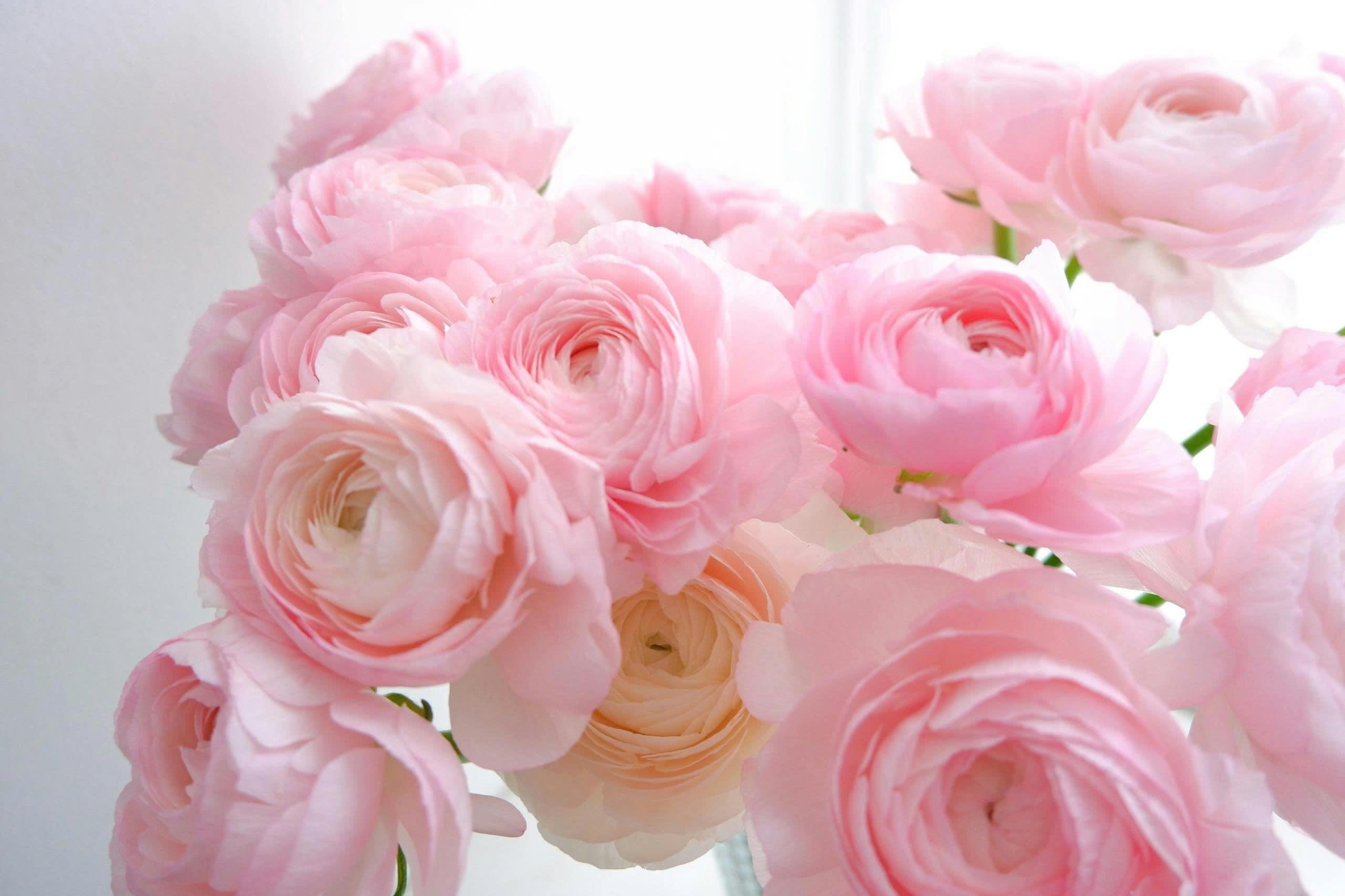 Delicate pink ranunculus blooms in soft pastel tones