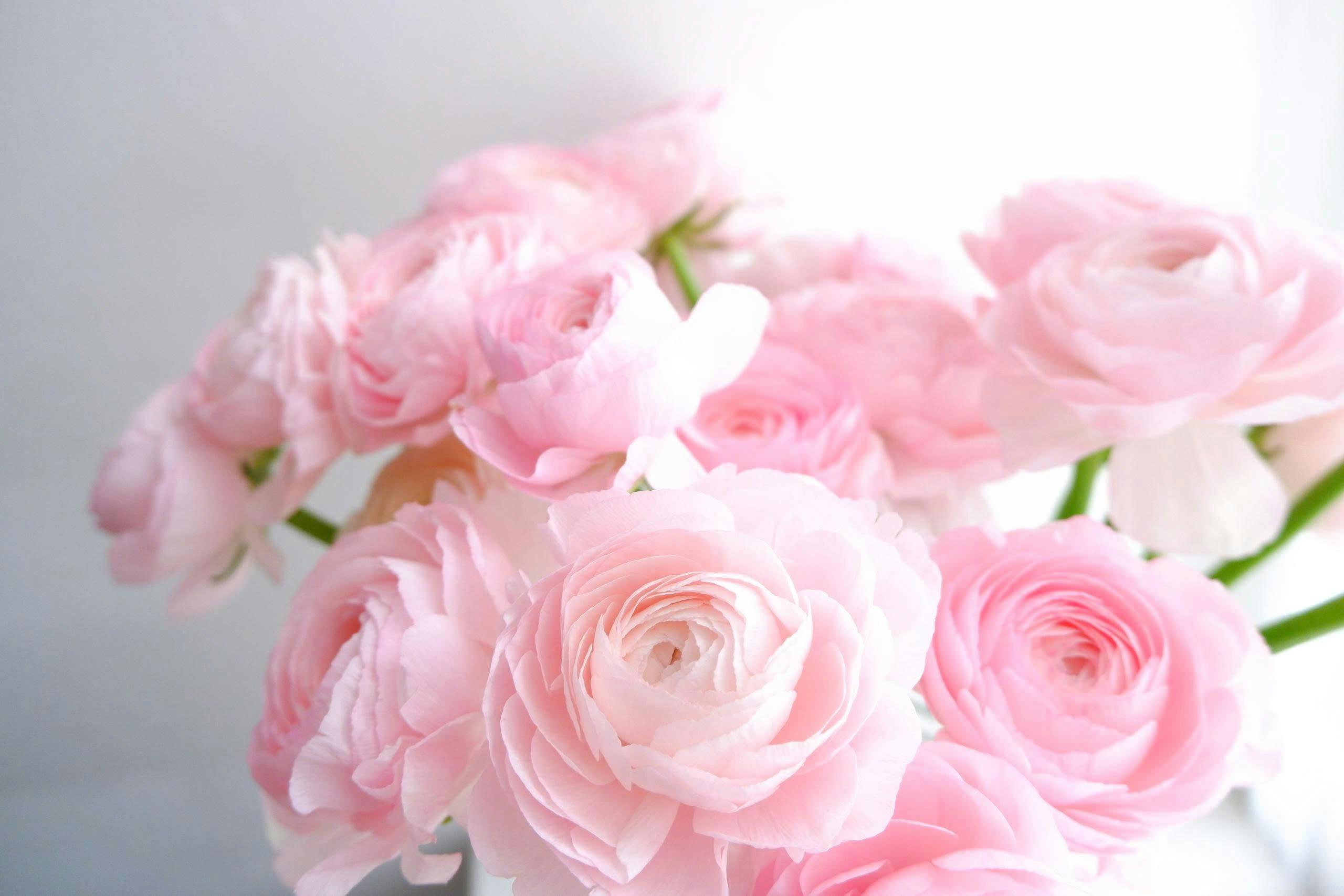 Gratis Delicati fiori rosa di ranuncolo creano un effetto floreale delicato e romantico. Foto a disposizione