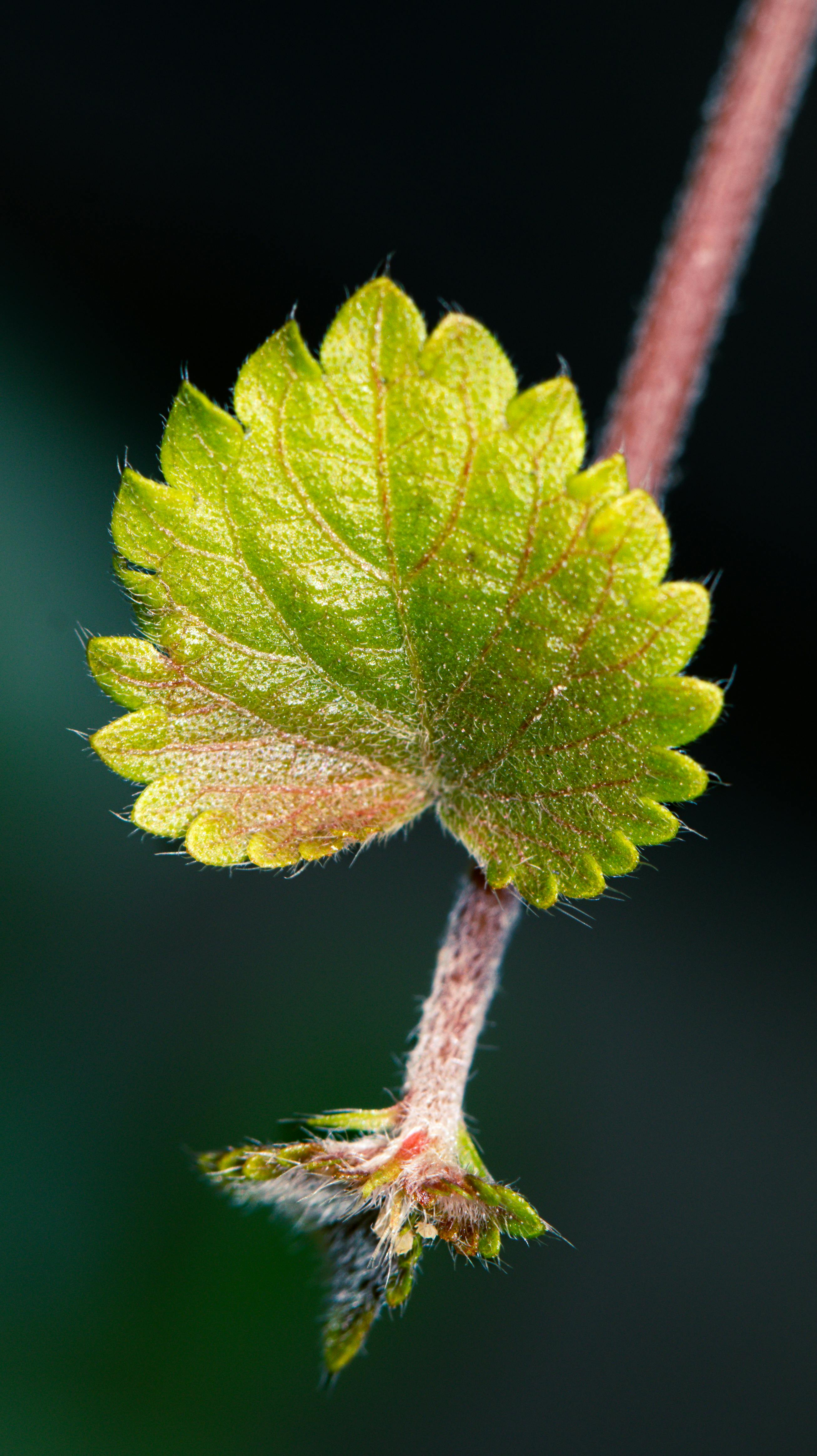 bezplatná Základová fotografie zdarma na téma 11 1 1, adobe lightroom, biologie Základová fotografie
