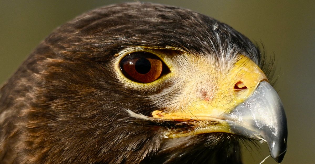 Hawk Up Close-up Portrait of a Harris's Hawk · Free Stock Photo
