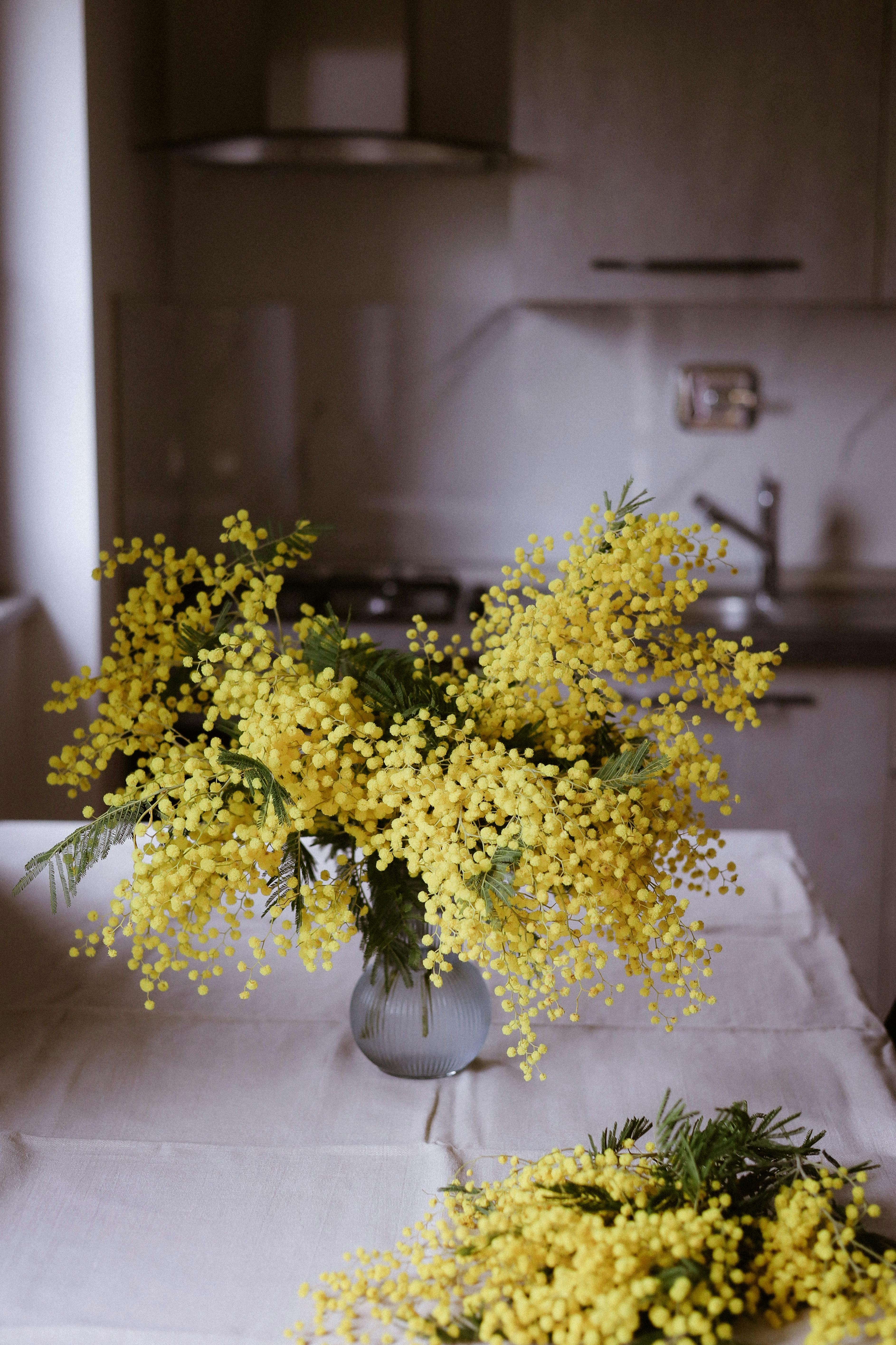 bezplatná Zářivě žluté květy mimózy elegantně aranžované ve váze dodávají italskému interiéru nádech slunečního svitu. Základová fotografie
